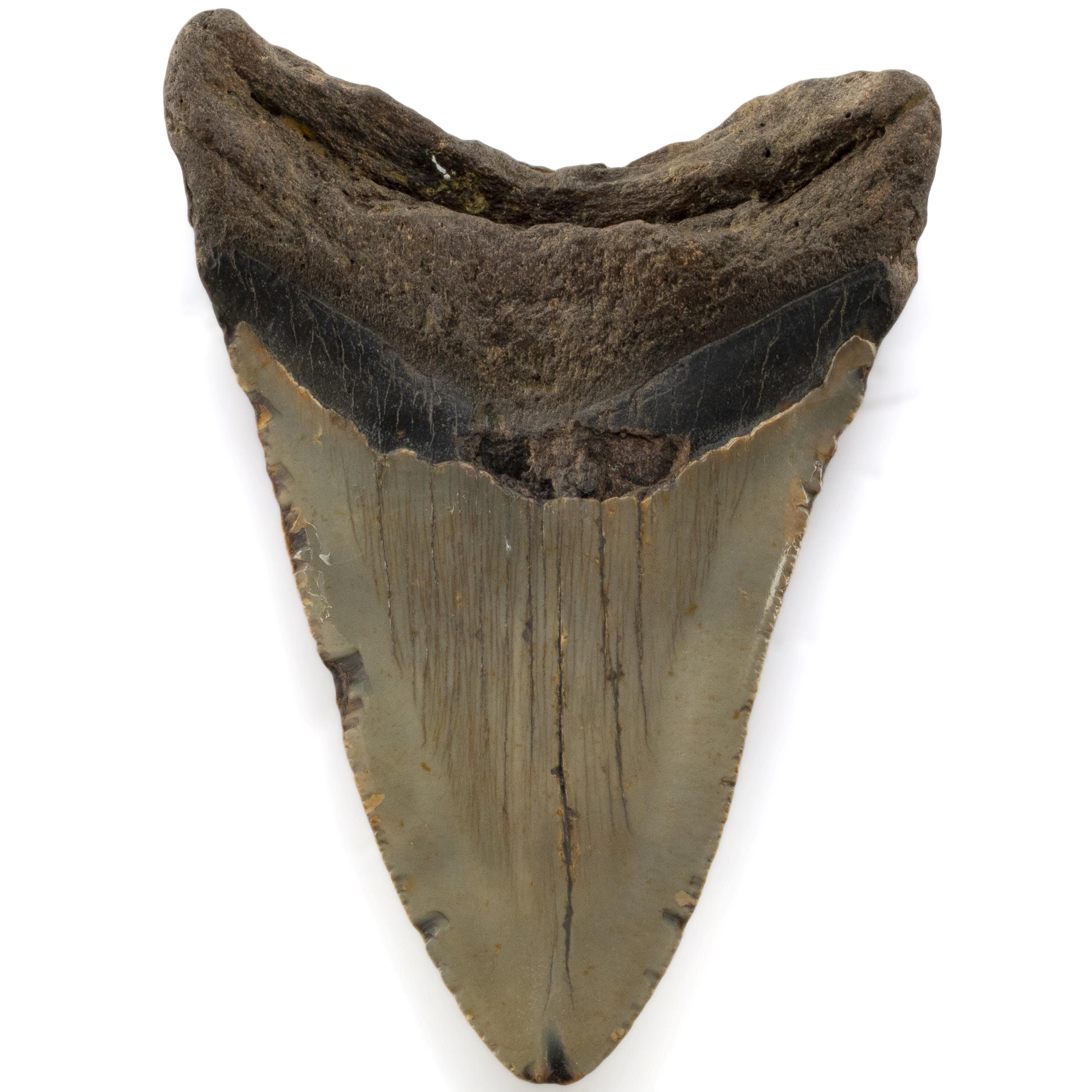 Kalifano Megalodon Teeth Megalodon Tooth from South Carolina - 5" ST3200.026