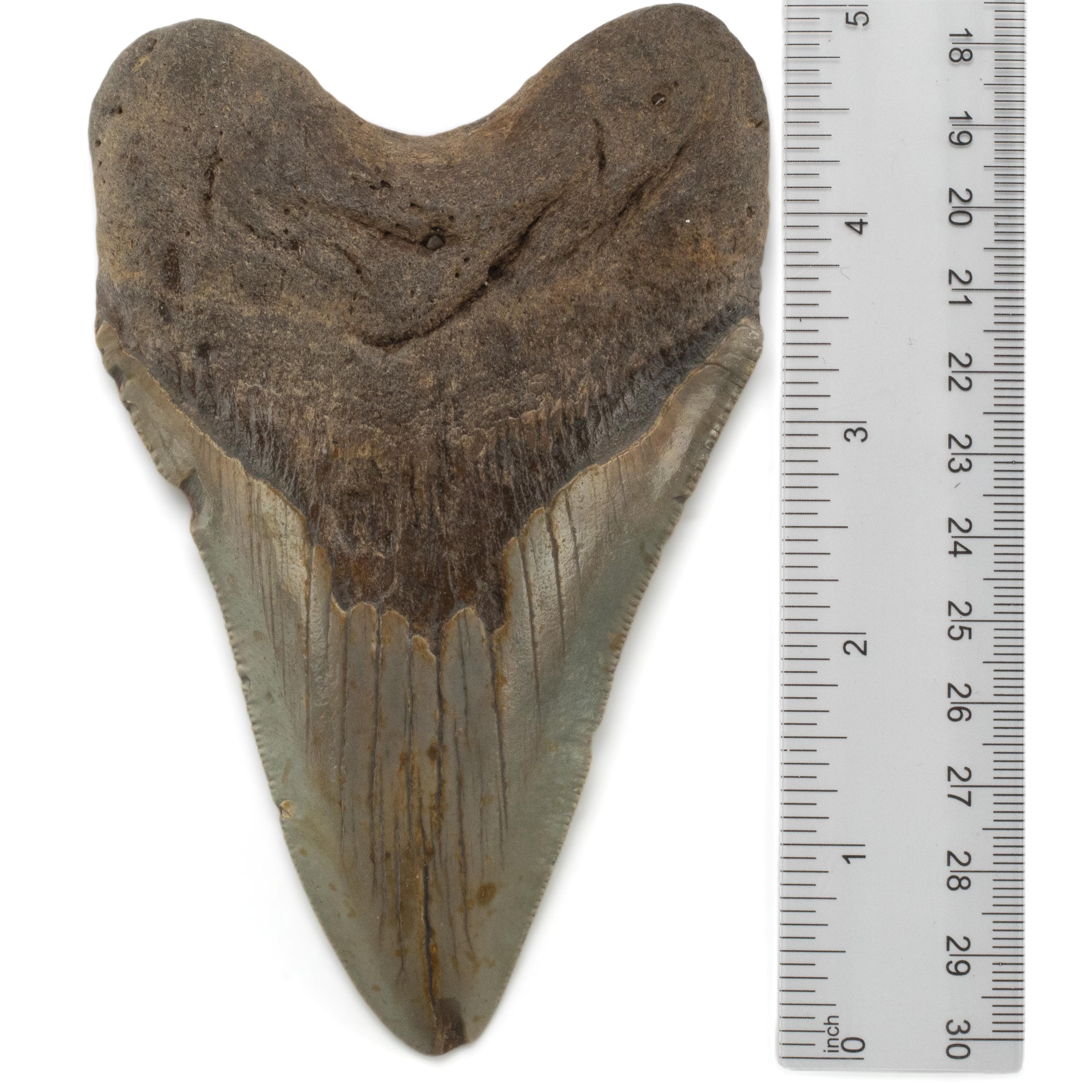 Kalifano Megalodon Teeth Megalodon Tooth from South Carolina - 5" ST3200.029