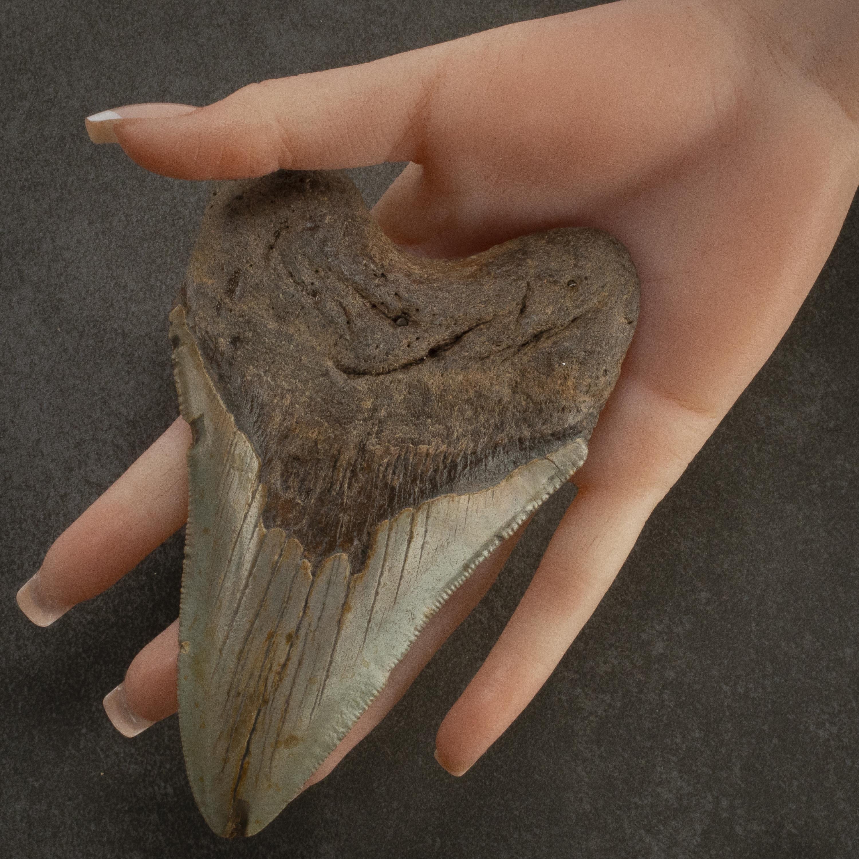 Kalifano Megalodon Teeth Megalodon Tooth from South Carolina - 5" ST3200.029
