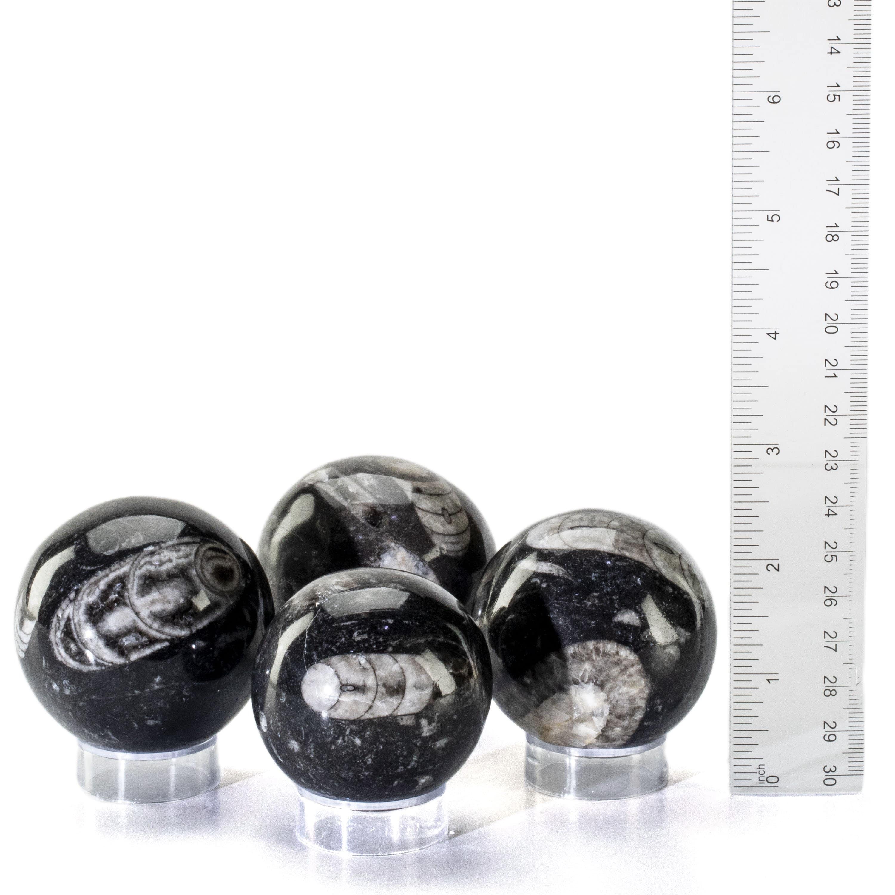 Kalifano Orthoceras Orthoceras Sphere Carving from Morocco OR60-SP