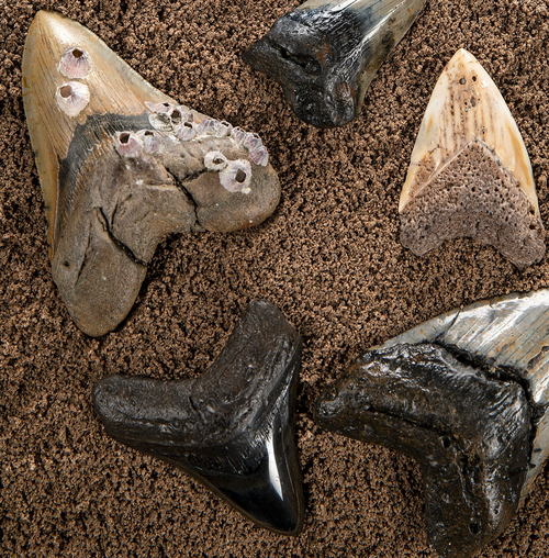 Megalodon Shark Teeth