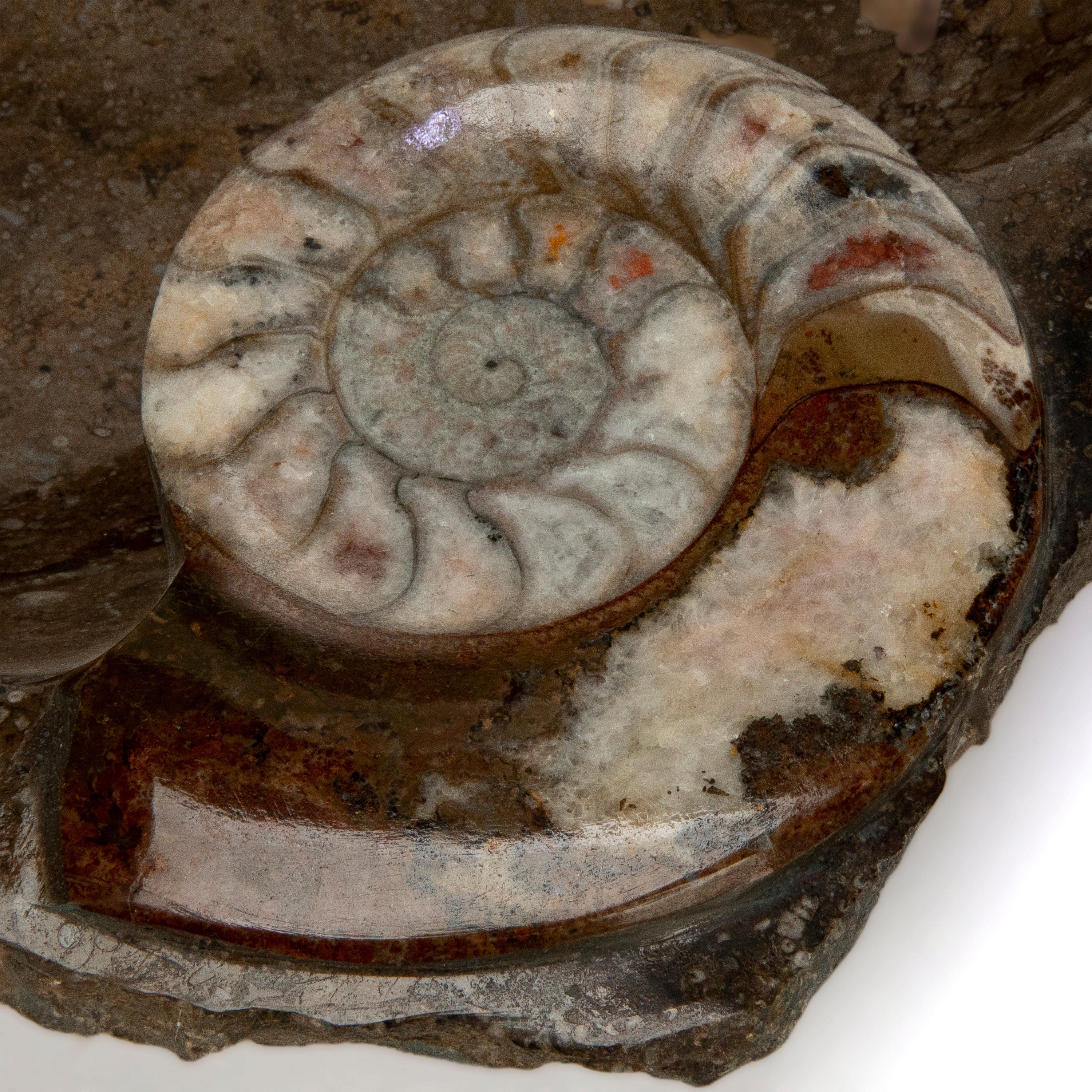 KALIFANO Ammonite Ammonite Fossil Sink Bowl from Morocco - 23.5" AMBOWL3200.001