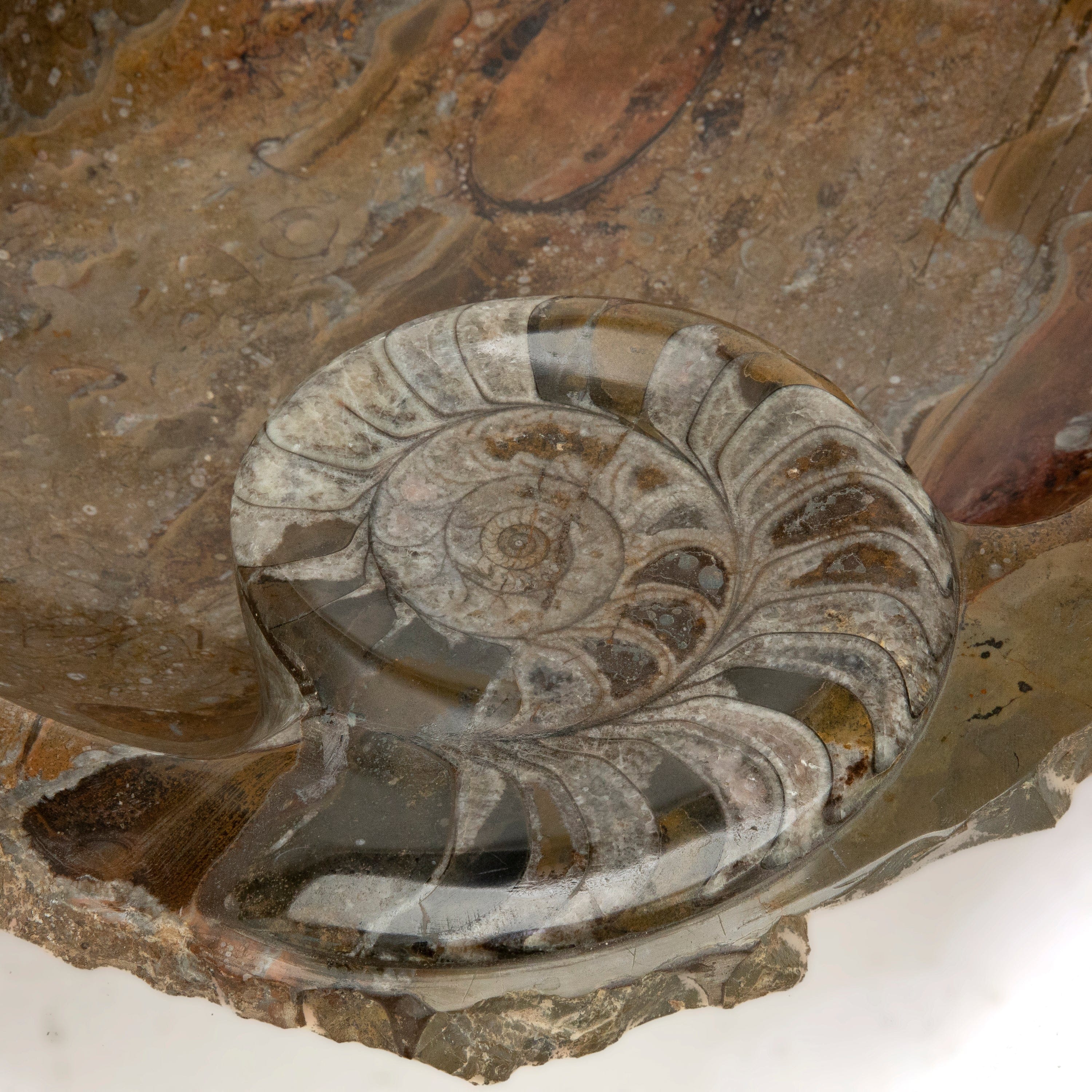 KALIFANO Ammonites Ammonite Fossil Sink Bowl from Morocco - 18" AMBOWL3200.010