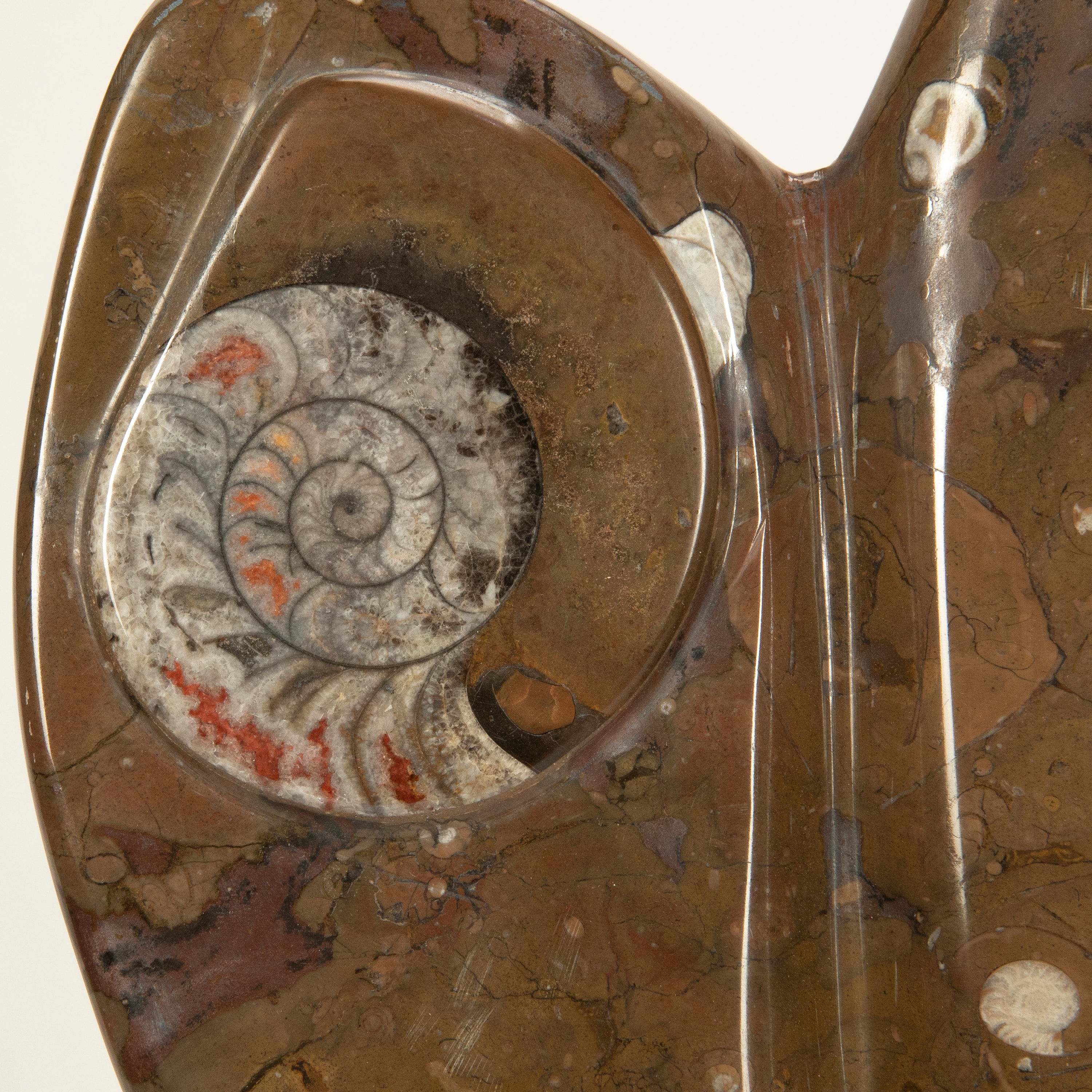 Kalifano Ammonites & Orthoceras Orthoceras & Ammonite Fossil Colony from Morocco - 34" AMOR7200.003