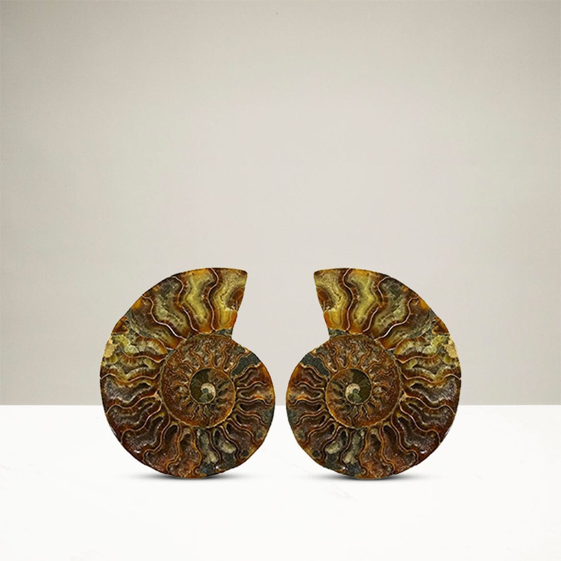 Kalifano Fossils & Minerals AMM150 - Ammonite Pair from Madagascar AMM150