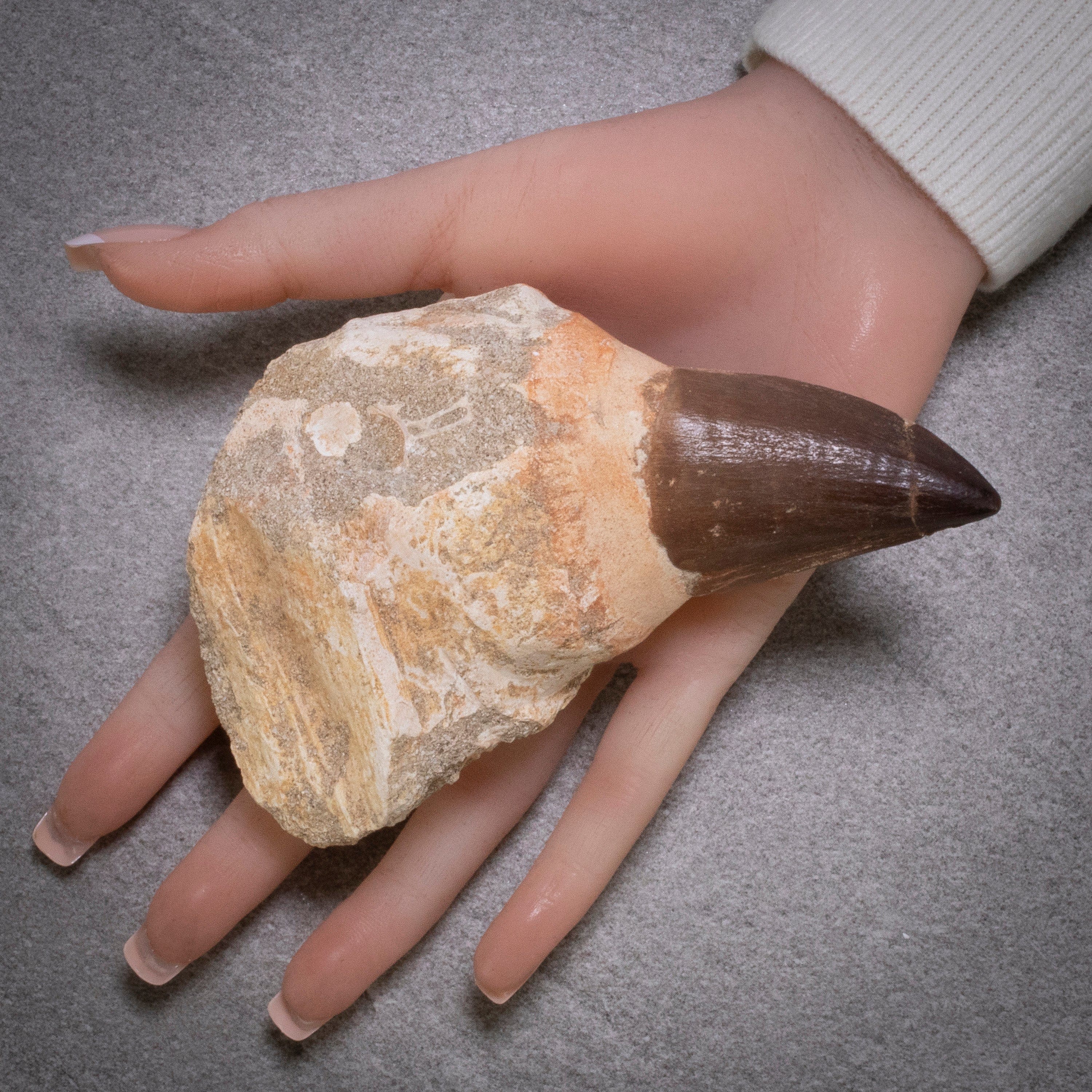 Kalifano Fossils & Minerals Large Authentic Fossilized Prehistoric Mosasaur Tooth MOST300