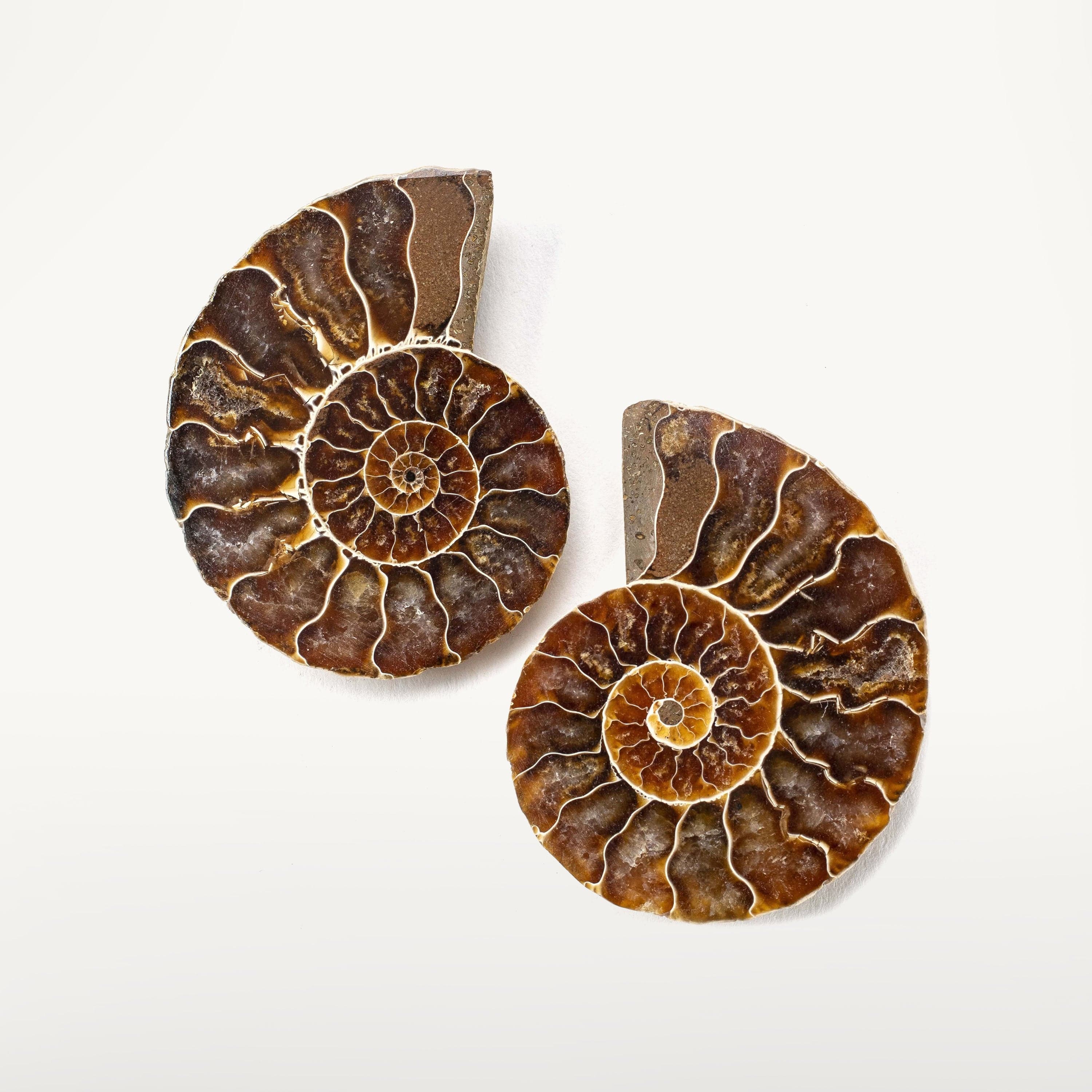 Kalifano Fossils & Minerals Natural Extinct Ammonite Shell Pair from Madagascar AMM59