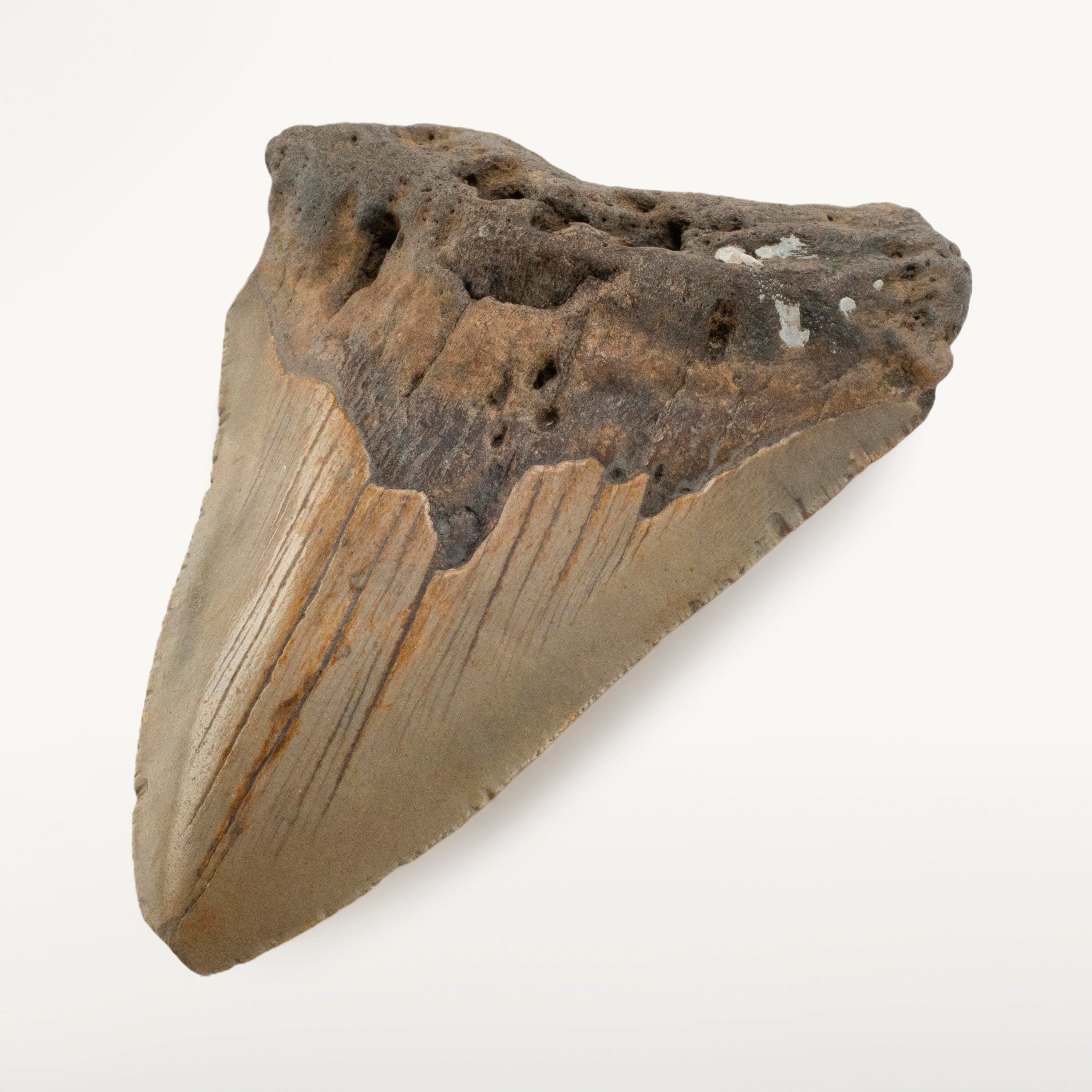 Kalifano Megalodon Teeth Megalodon Tooth from South Carolina - 3.2" ST2000.088