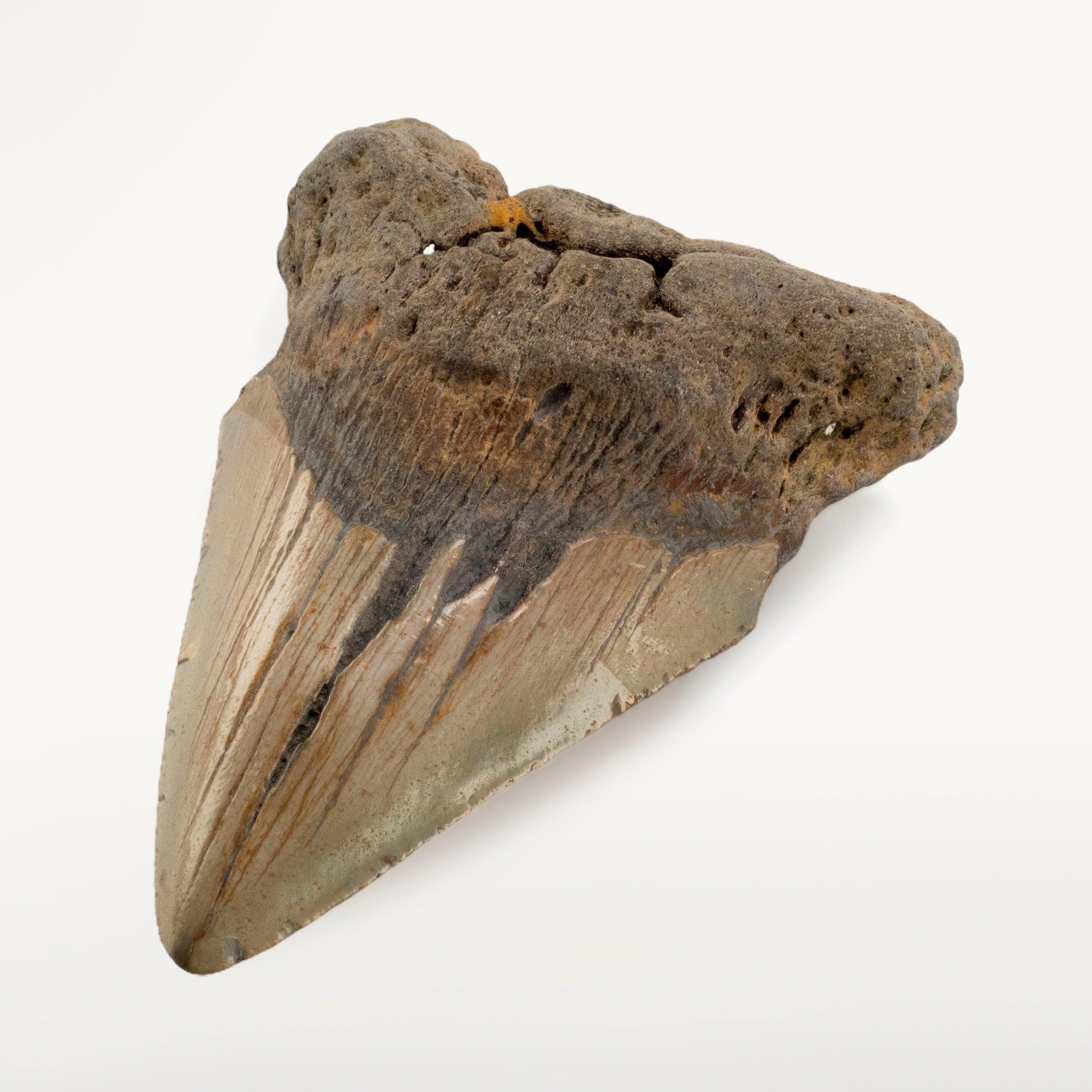 Kalifano Megalodon Teeth Megalodon Tooth from South Carolina - 3.3" ST2000.091