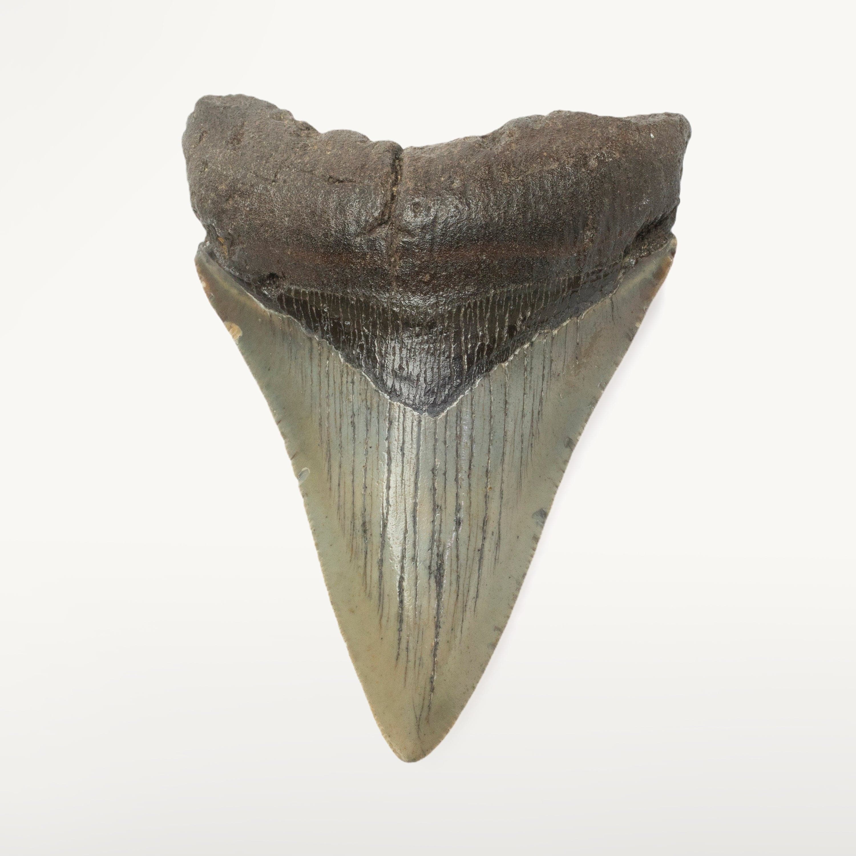 Kalifano Megalodon Teeth Megalodon Tooth from South Carolina - 3.4" ST1400.031