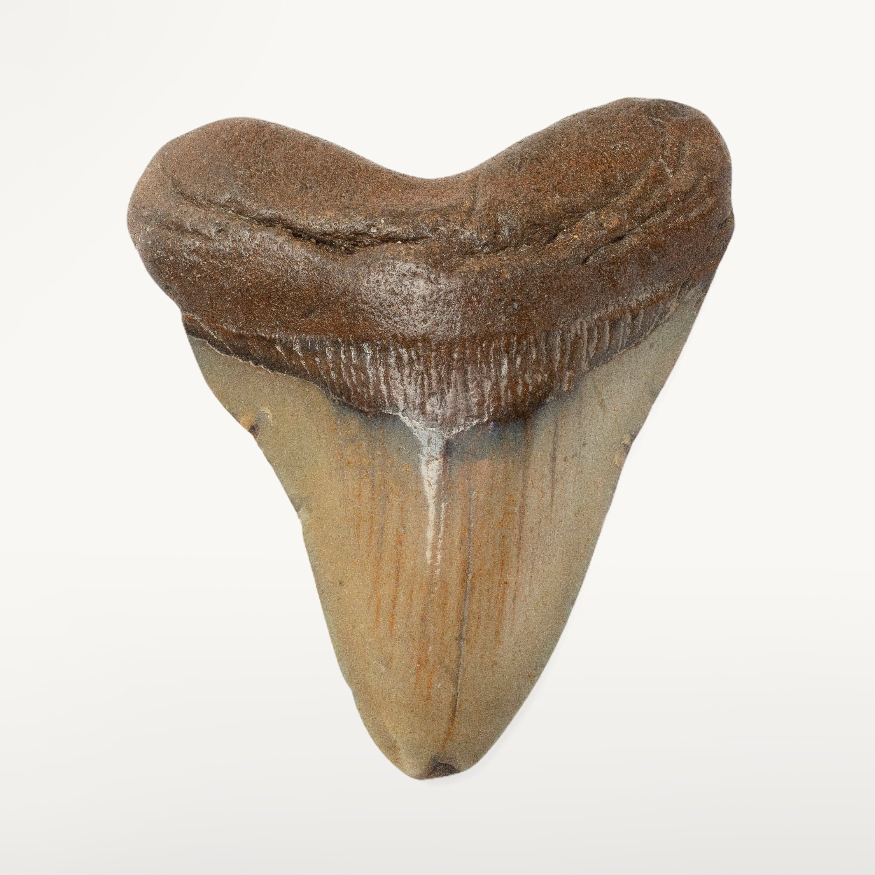 Kalifano Megalodon Teeth Megalodon Tooth from South Carolina - 3.4" ST1400.034