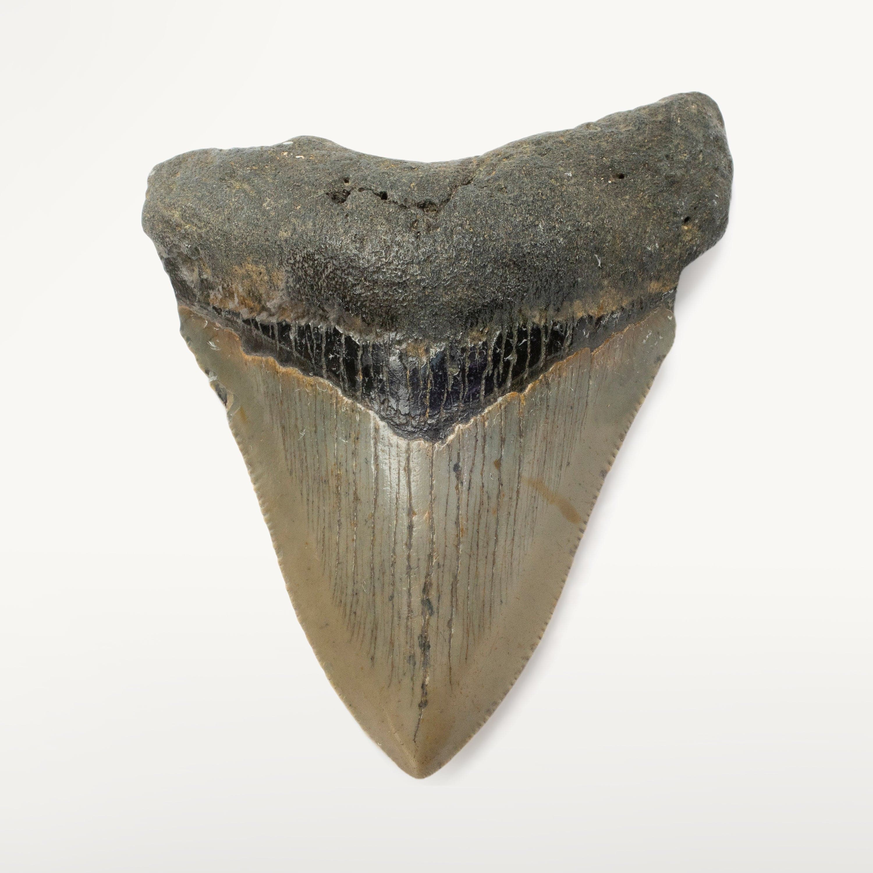 Kalifano Megalodon Teeth Megalodon Tooth from South Carolina - 3.4" ST1400.038