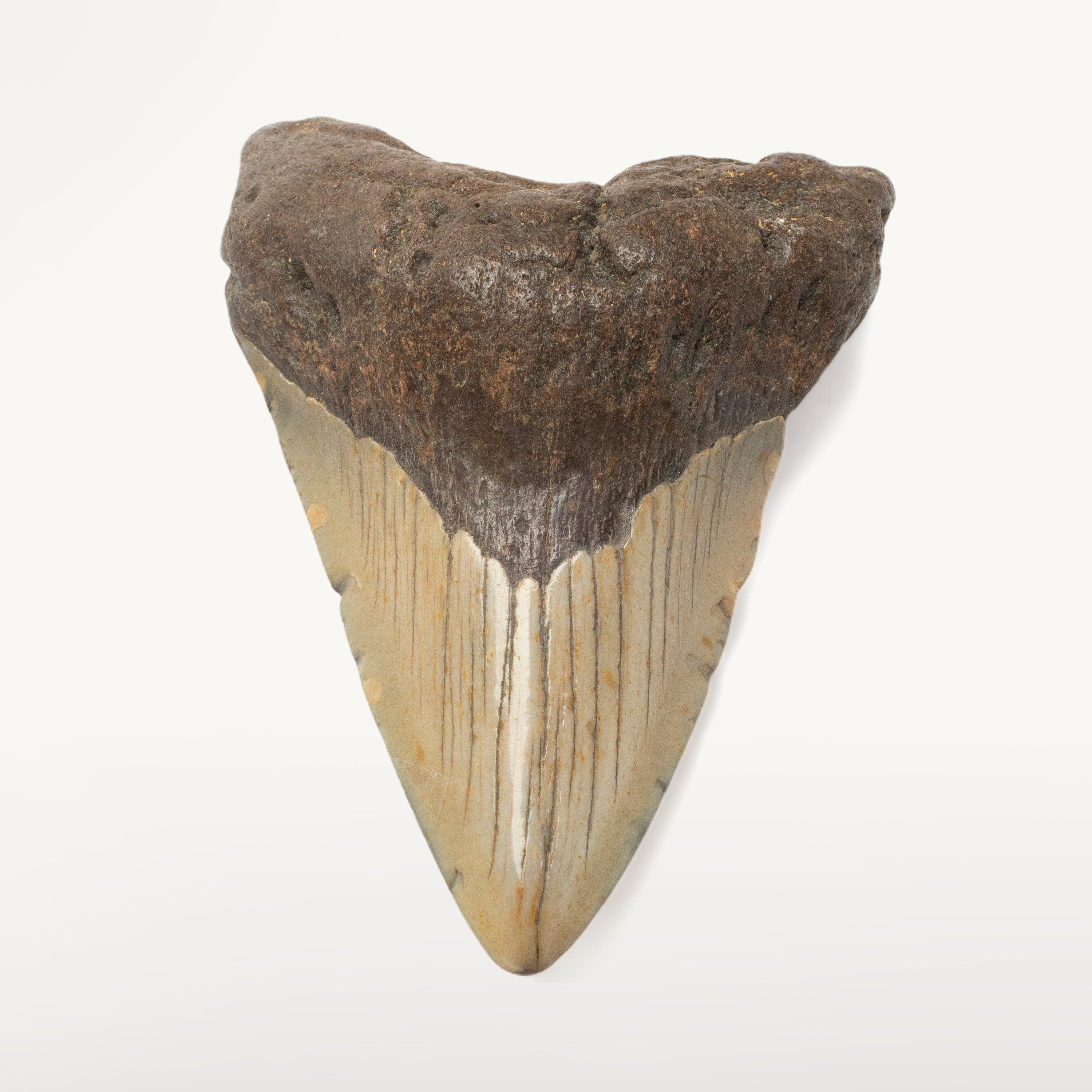 Kalifano Megalodon Teeth Megalodon Tooth from South Carolina - 3.4" ST1400.042