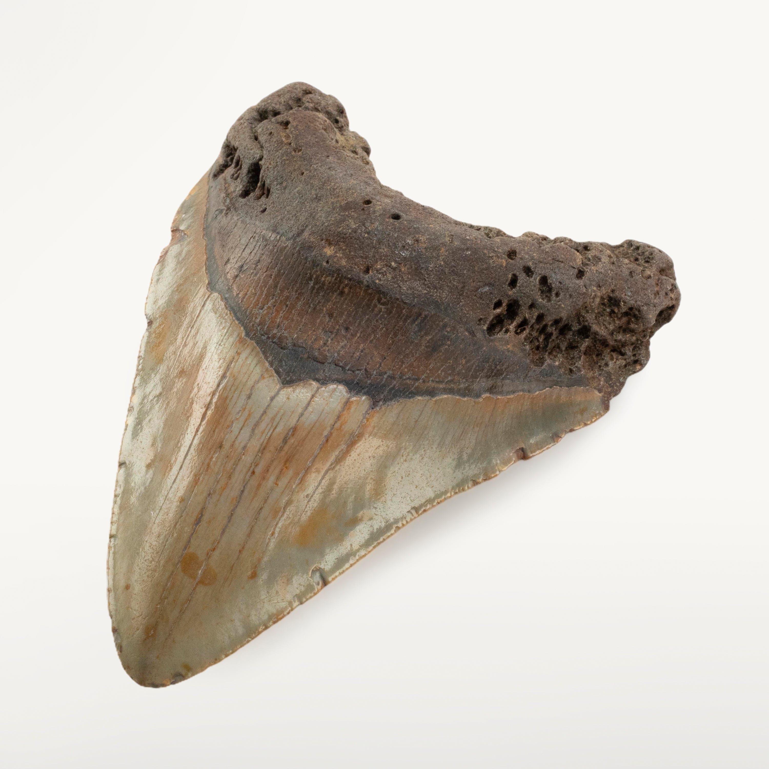 Kalifano Megalodon Teeth Megalodon Tooth from South Carolina - 3.4" ST2000.090