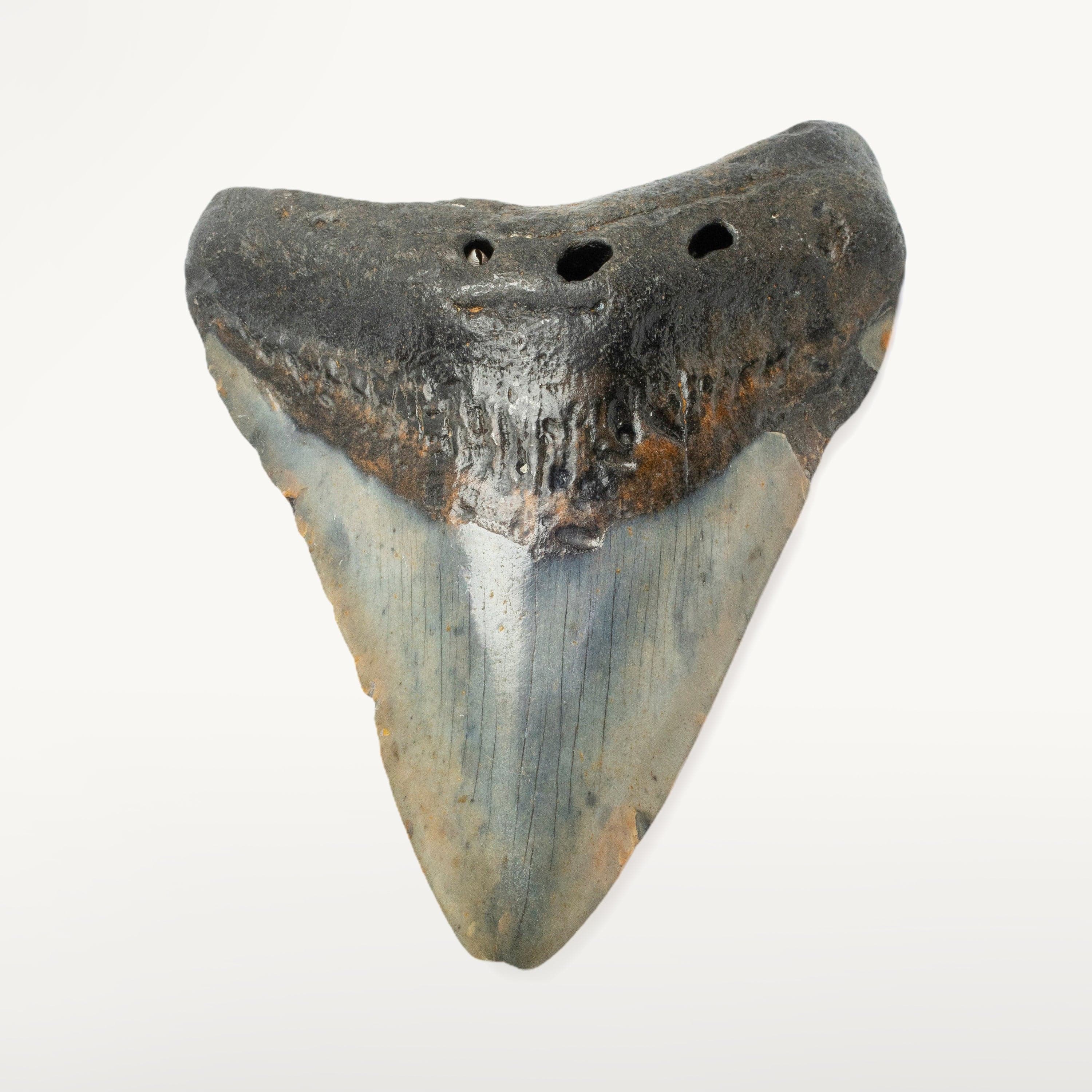 Kalifano Megalodon Teeth Megalodon Tooth from South Carolina - 3.6" ST1400.032