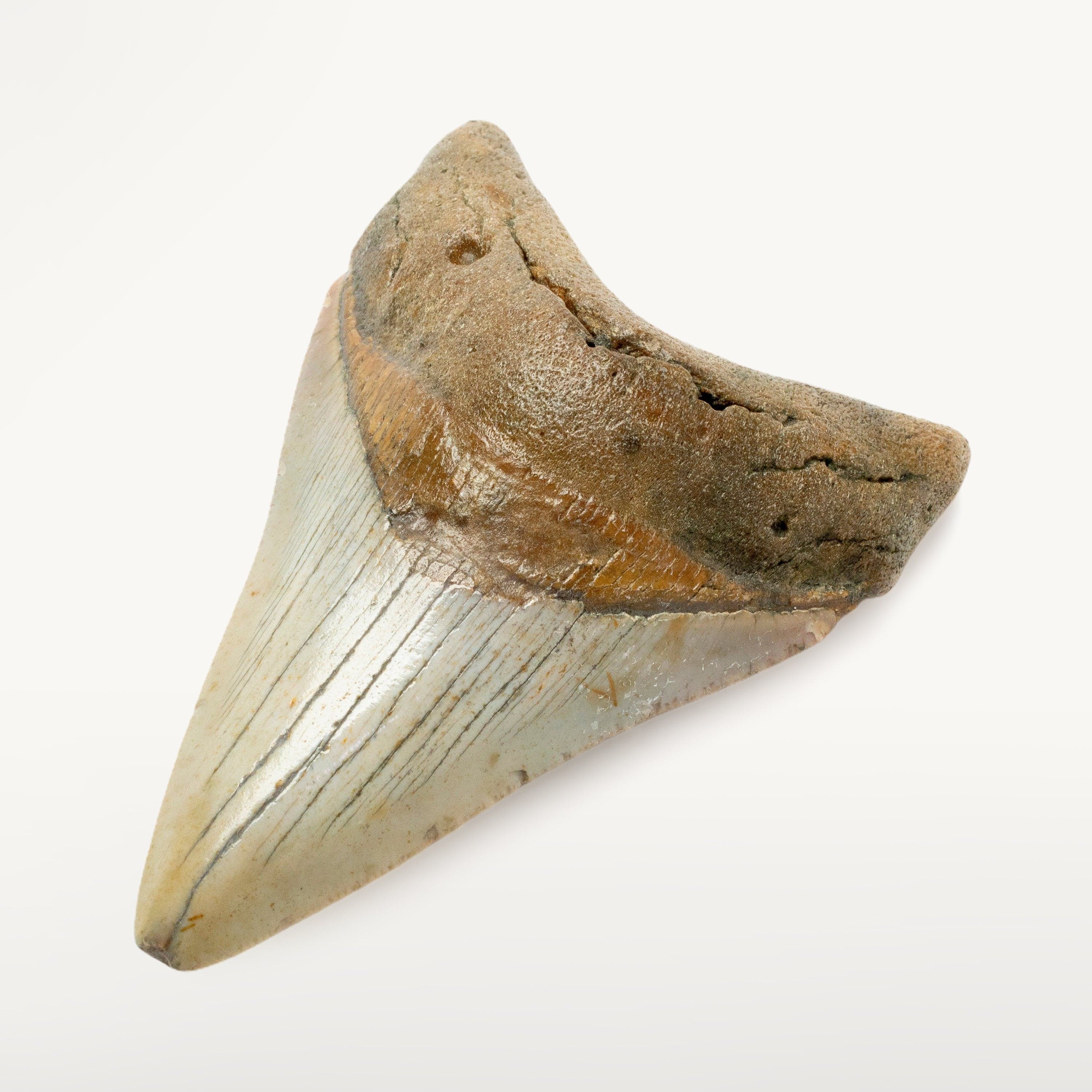 Kalifano Megalodon Teeth Megalodon Tooth from South Carolina - 3.6" ST1400.036