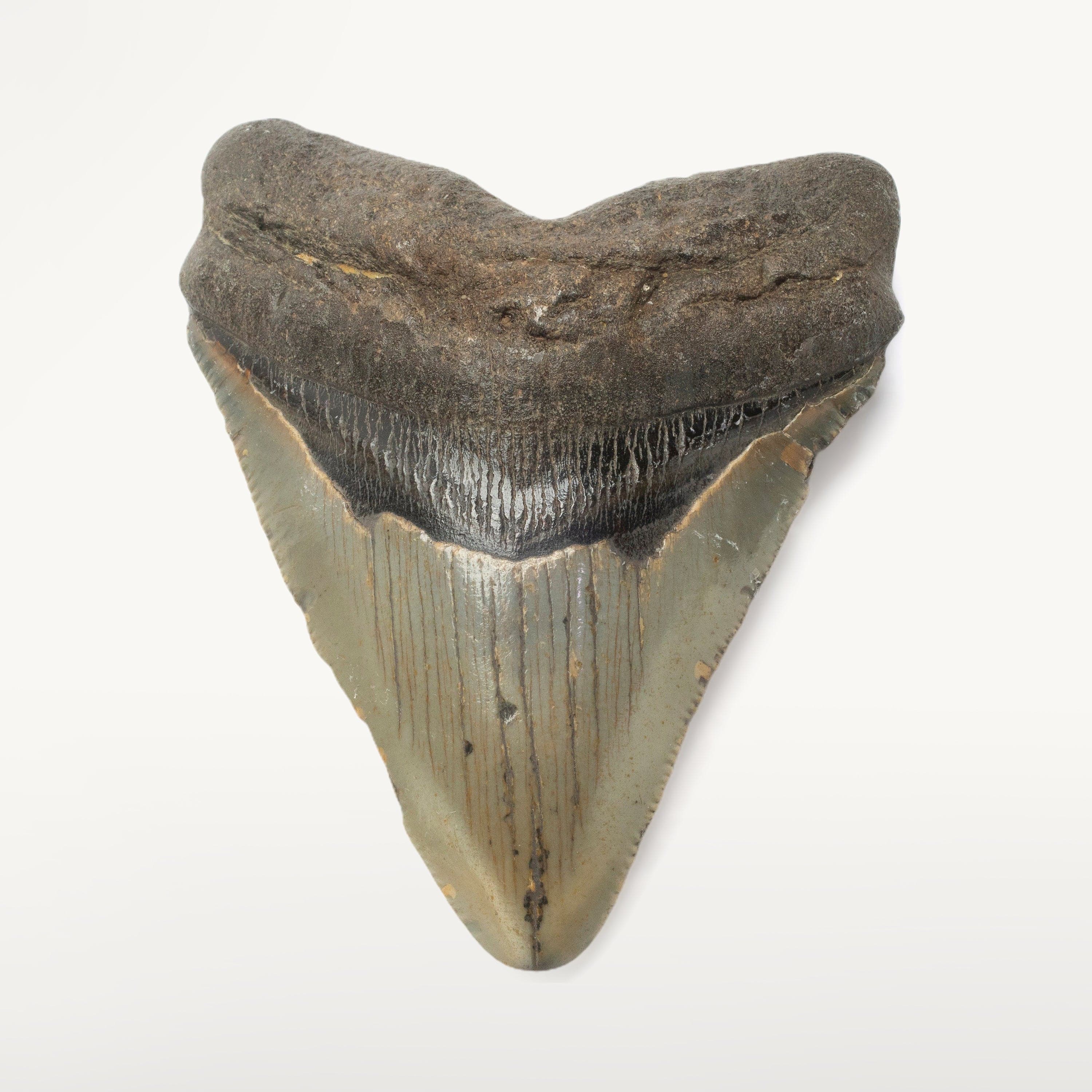 Kalifano Megalodon Teeth Megalodon Tooth from South Carolina - 3.6" ST1400.044