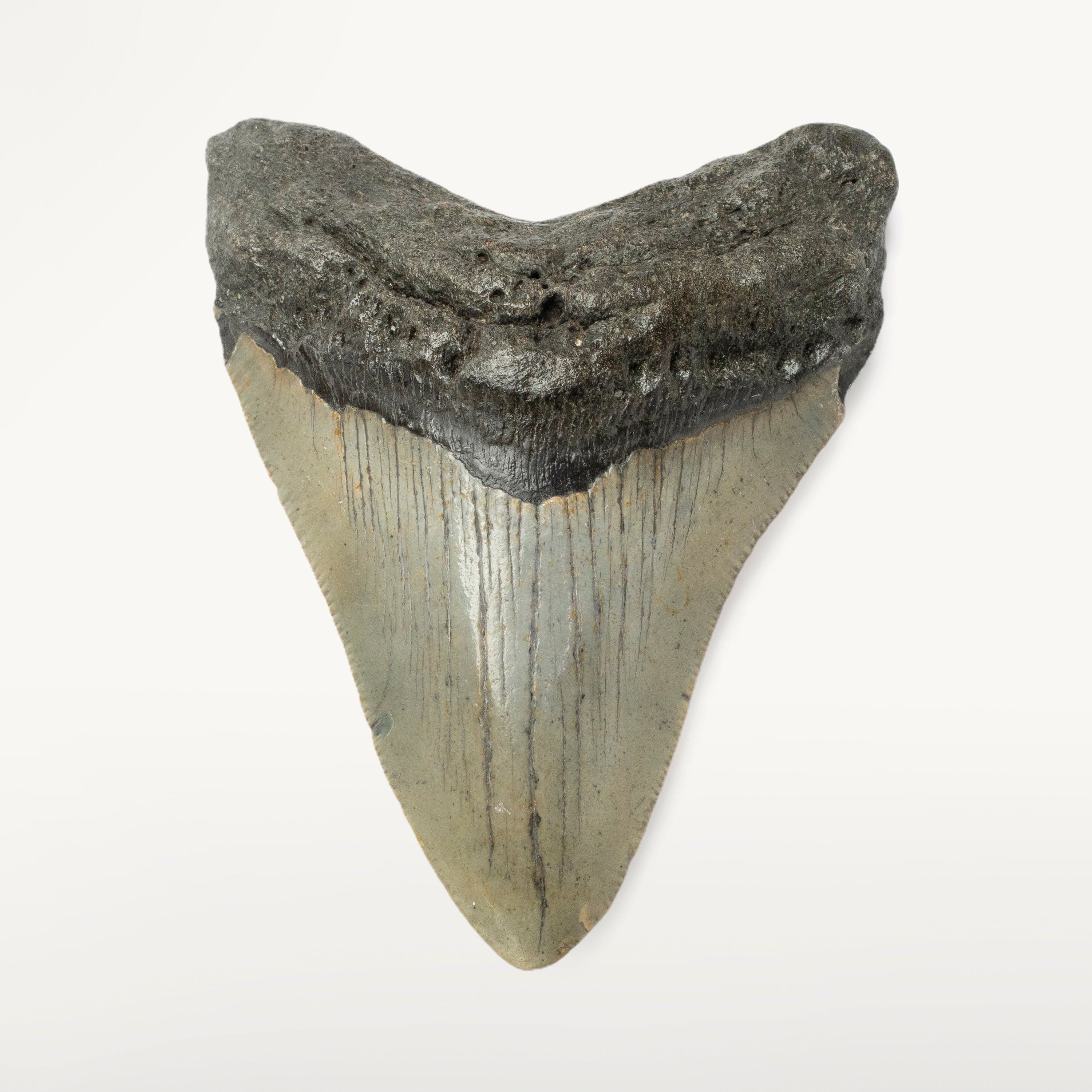 Kalifano Megalodon Teeth Megalodon Tooth from South Carolina - 3.8" ST1400.030