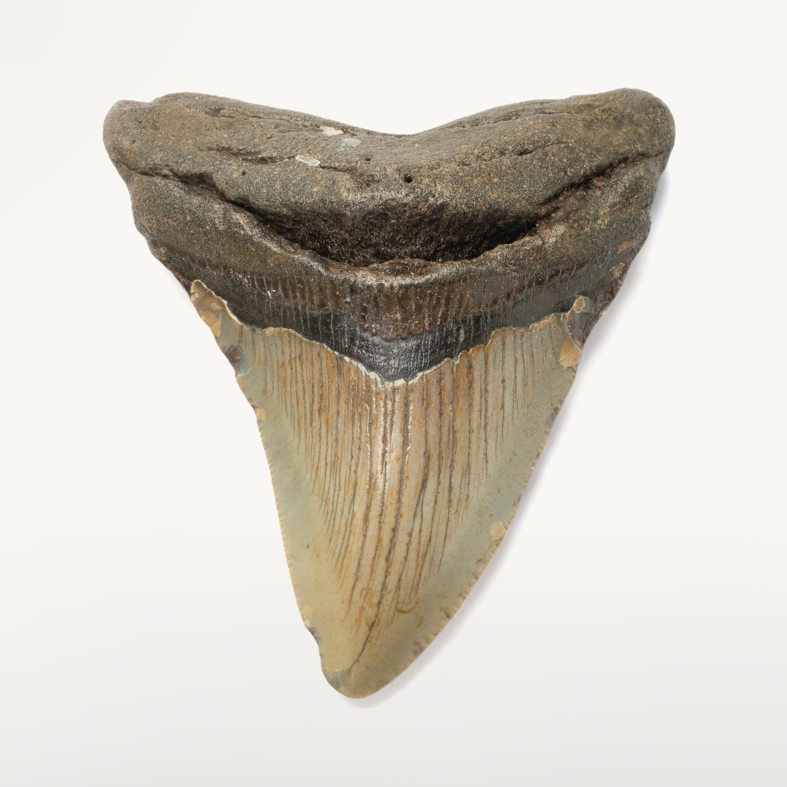 Kalifano Megalodon Teeth Megalodon Tooth from South Carolina - 3.8" ST1400.040