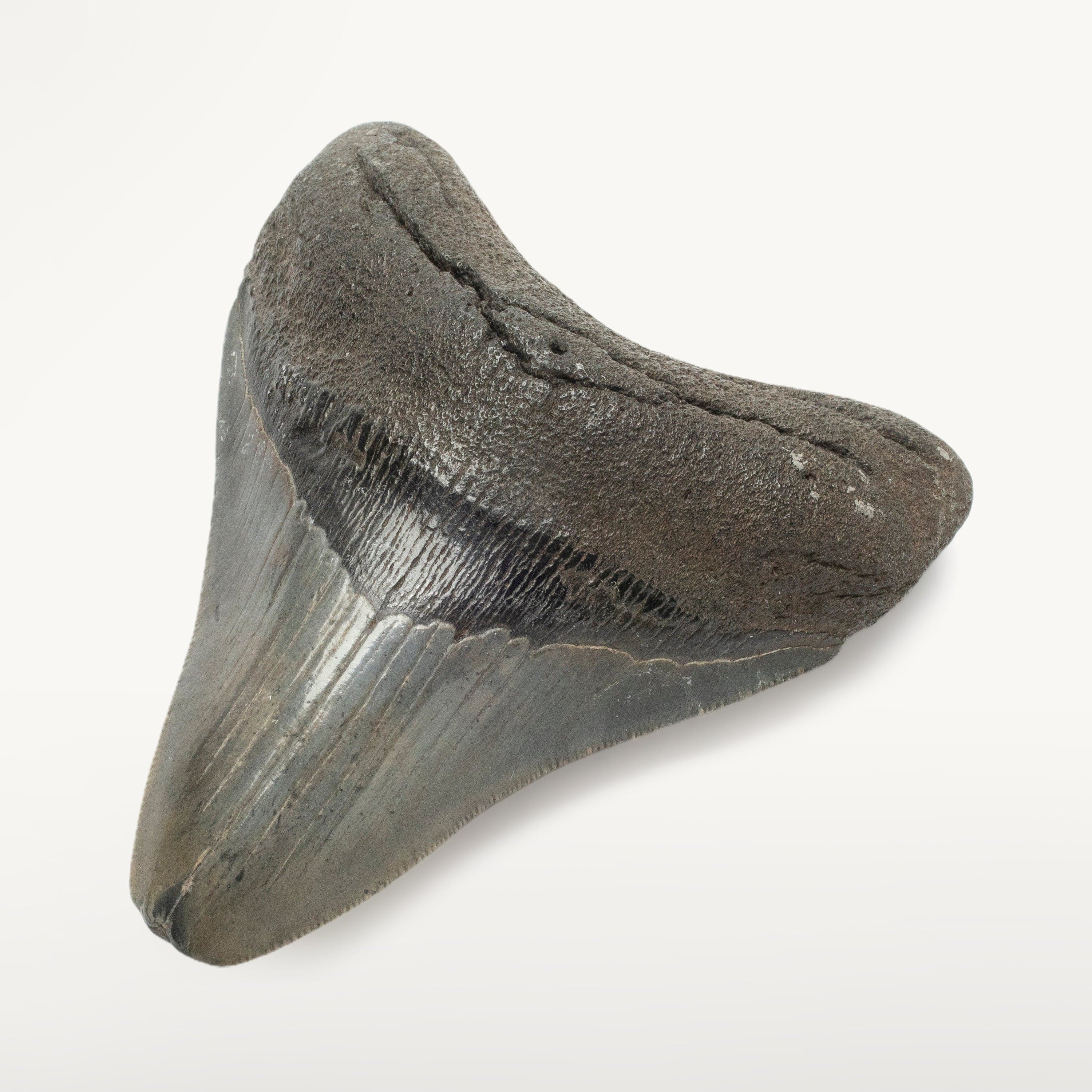 Kalifano Megalodon Teeth Megalodon Tooth from South Carolina - 3.8" ST1600.027