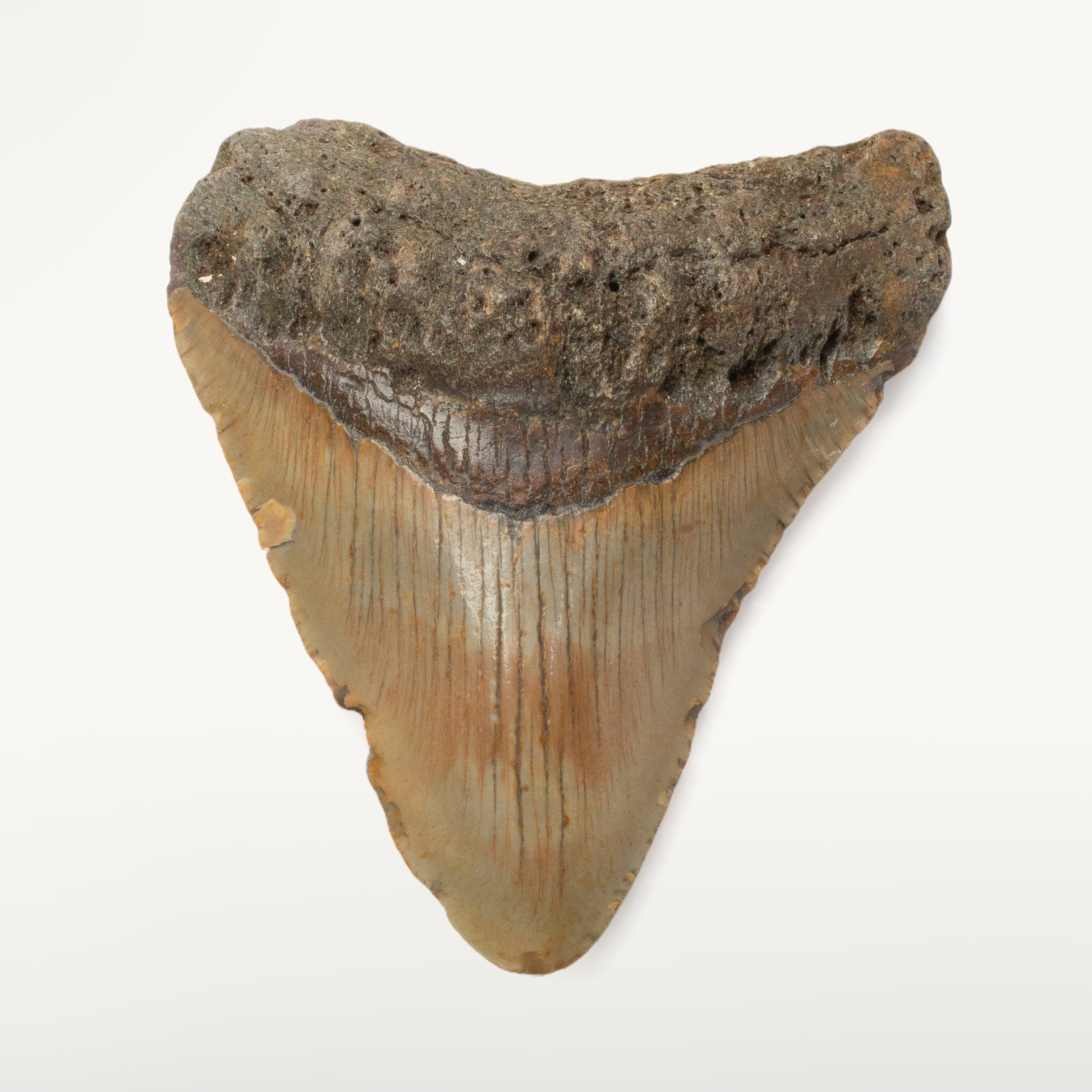 Kalifano Megalodon Teeth Megalodon Tooth from South Carolina - 3.8" ST1600.036