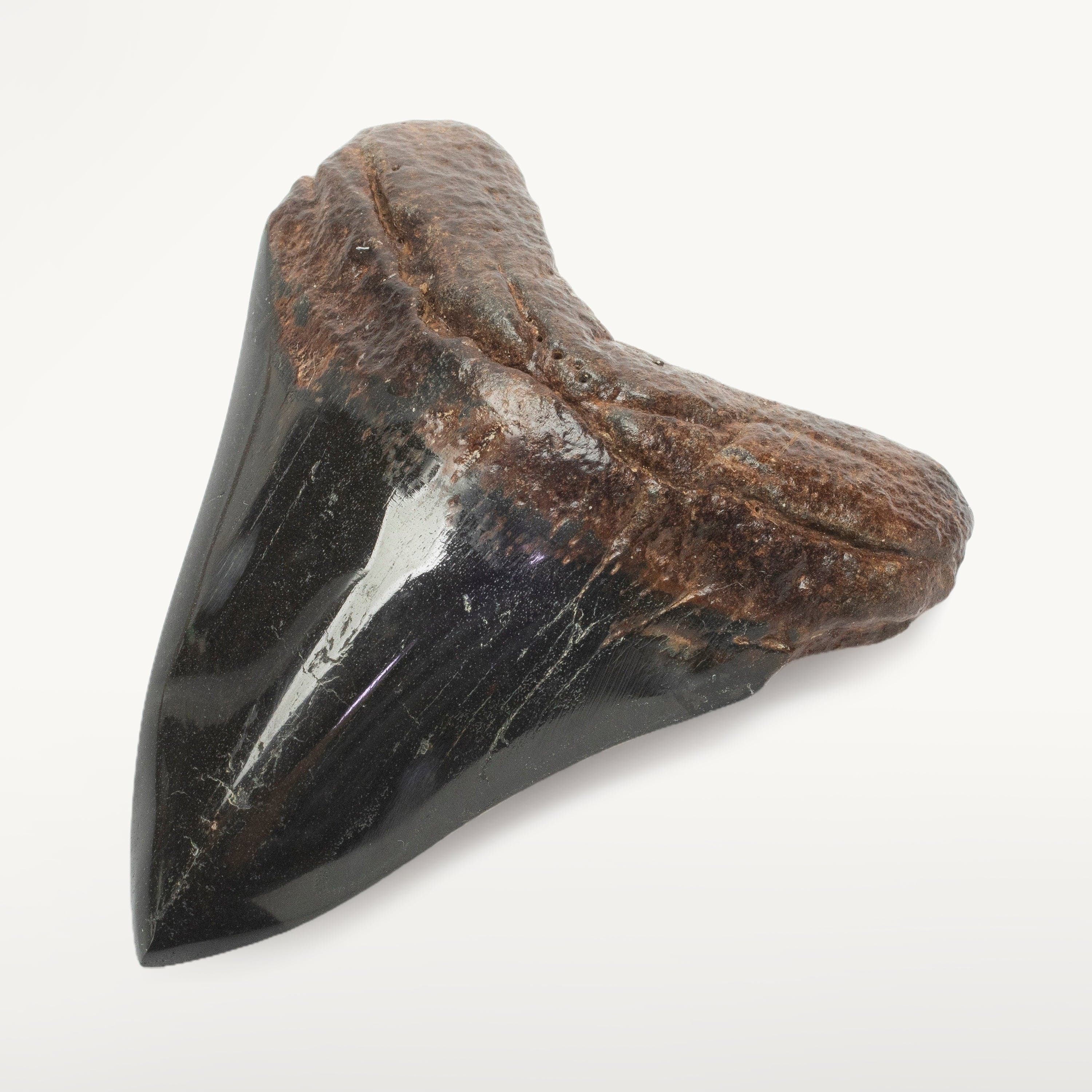 Kalifano Megalodon Teeth Megalodon Tooth from South Carolina - 3.8" ST2000.114