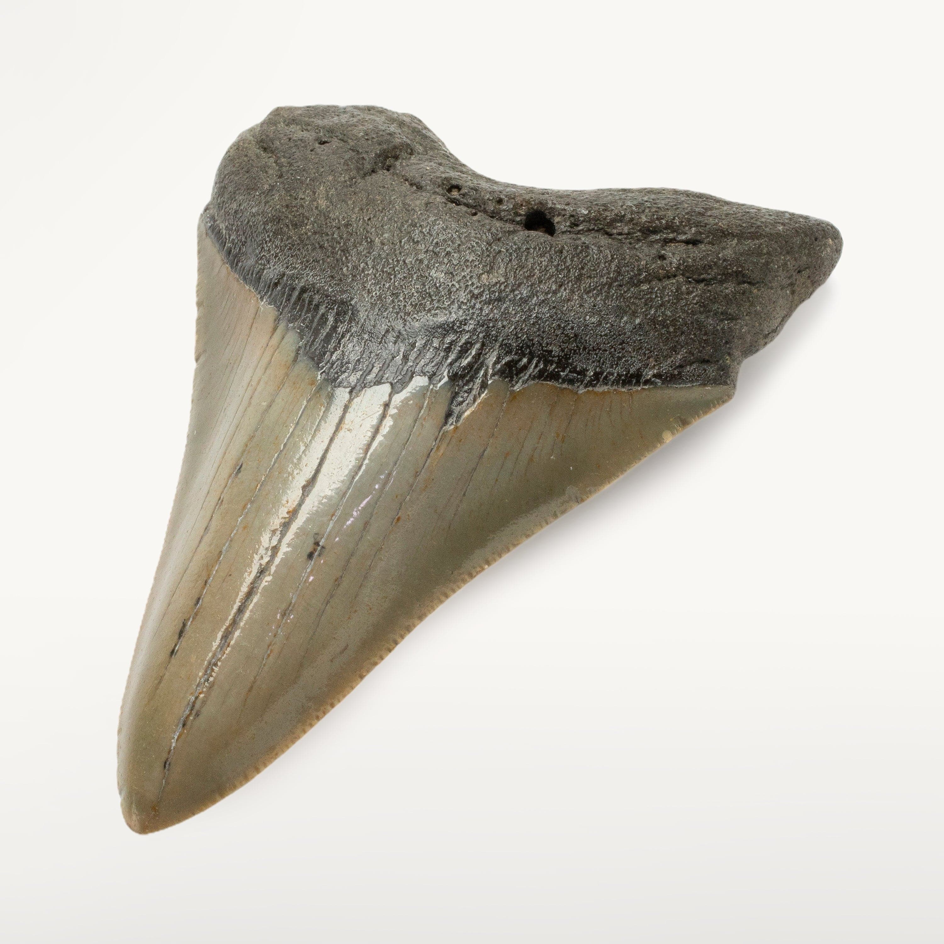 Kalifano Megalodon Teeth Megalodon Tooth from South Carolina - 3.9" ST1600.015