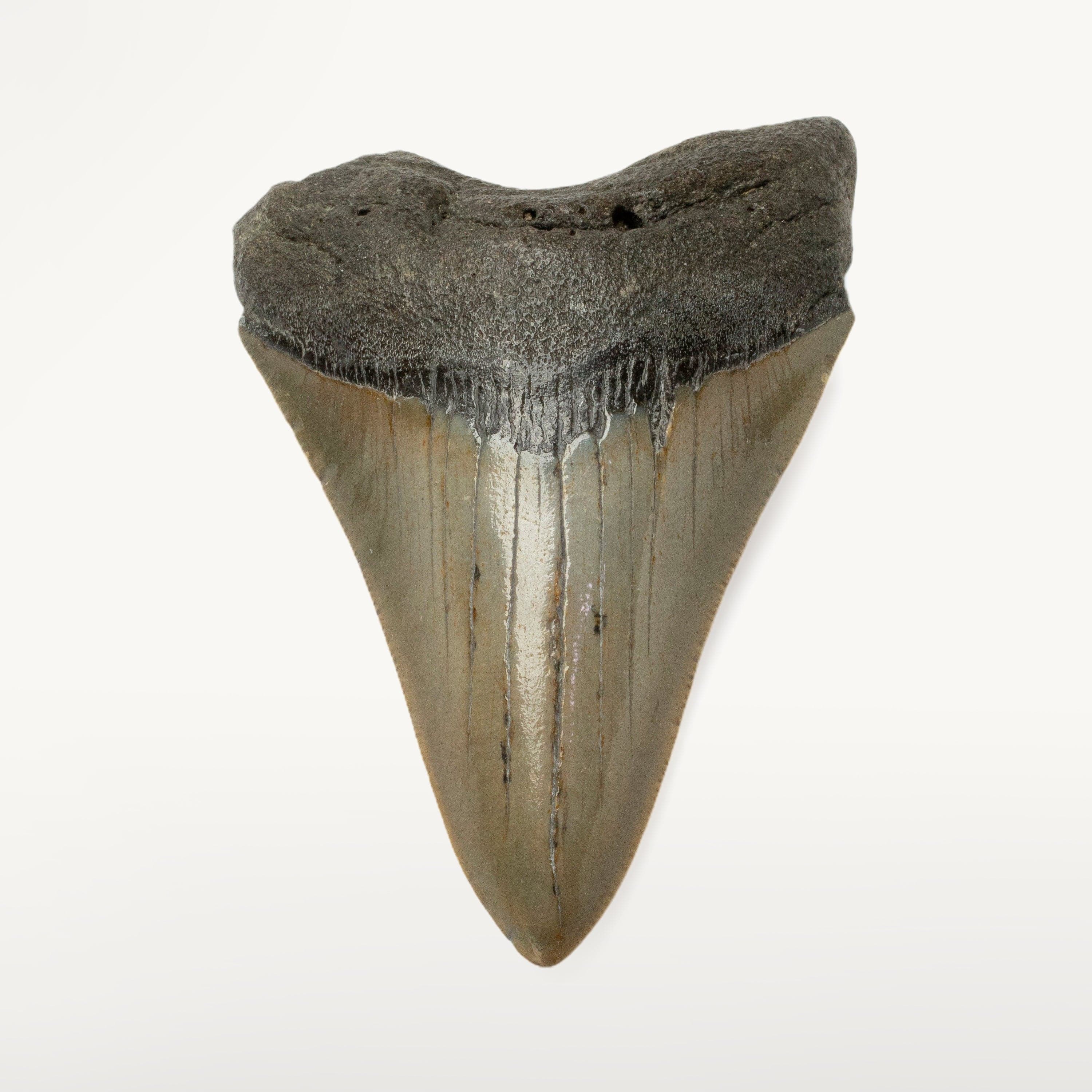 Kalifano Megalodon Teeth Megalodon Tooth from South Carolina - 3.9" ST1600.015