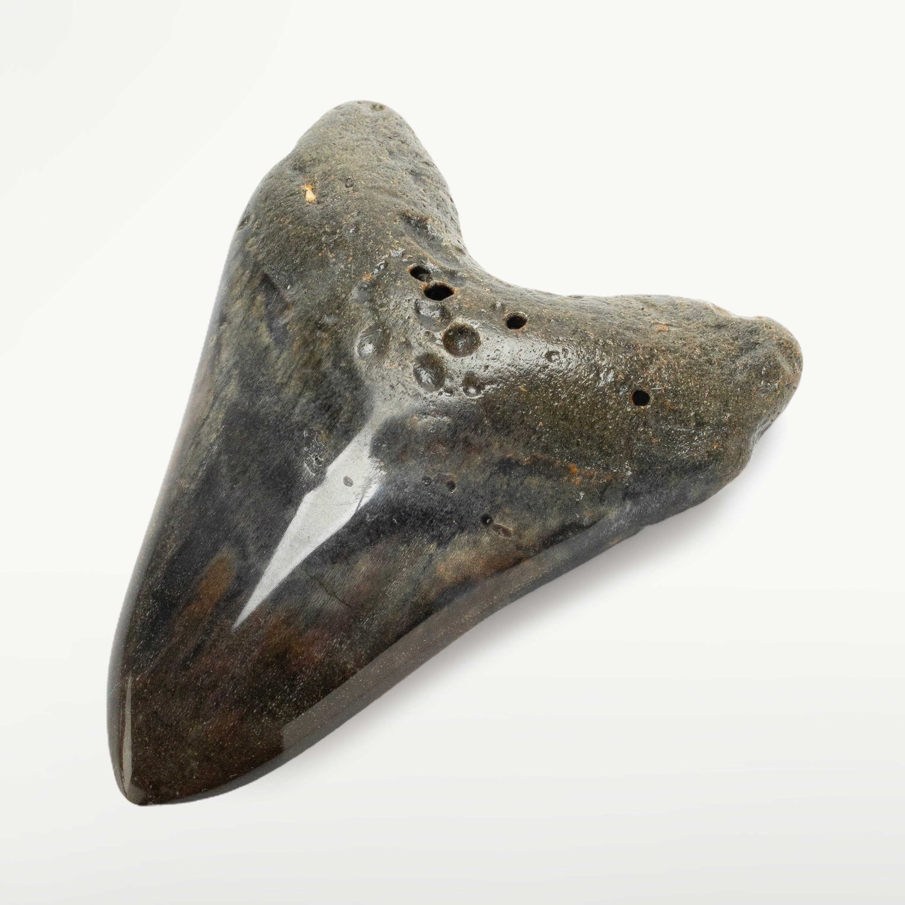 Kalifano Megalodon Teeth Megalodon Tooth from South Carolina - 3.9" ST2000.092