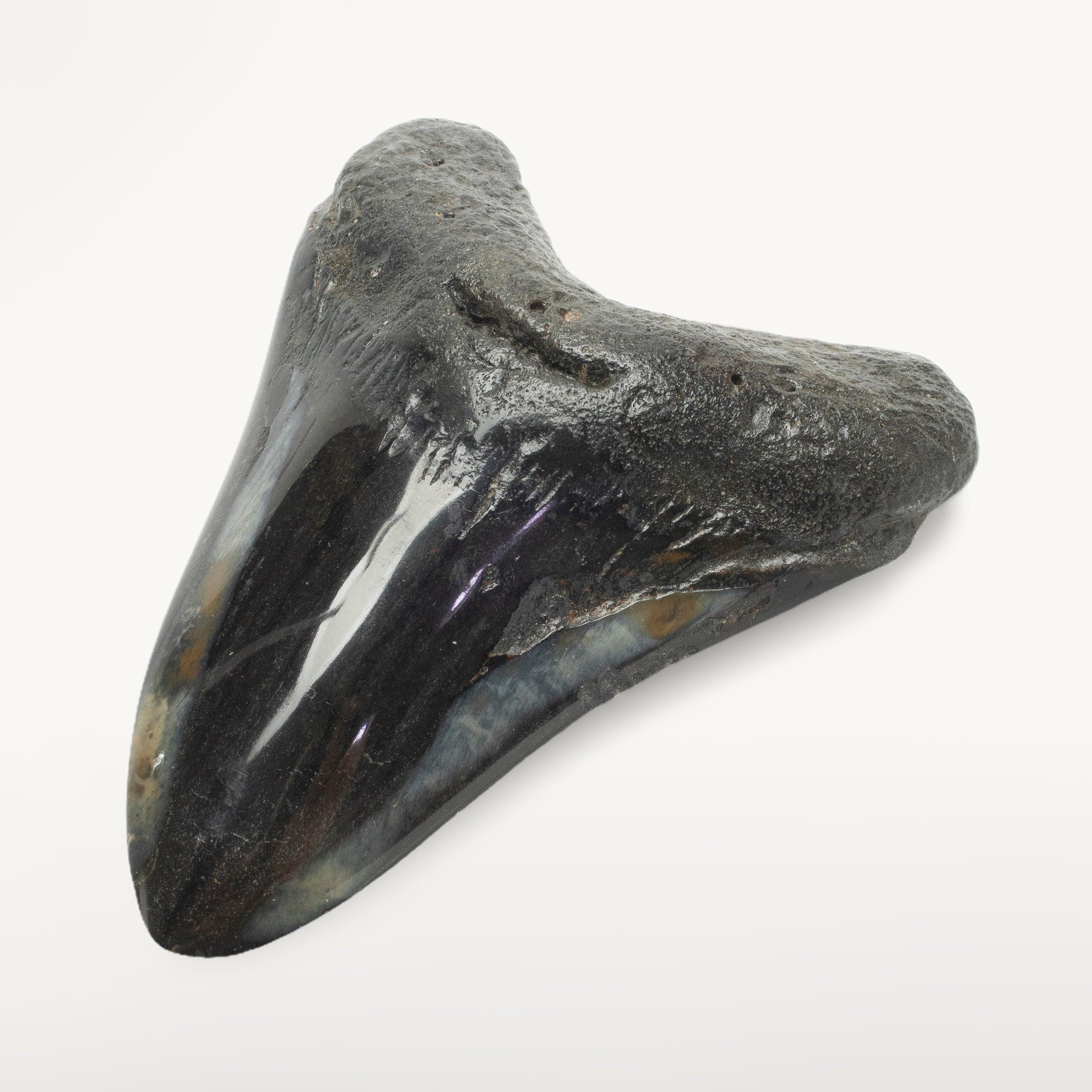 Kalifano Megalodon Teeth Megalodon Tooth from South Carolina - 3.9" ST2000.101