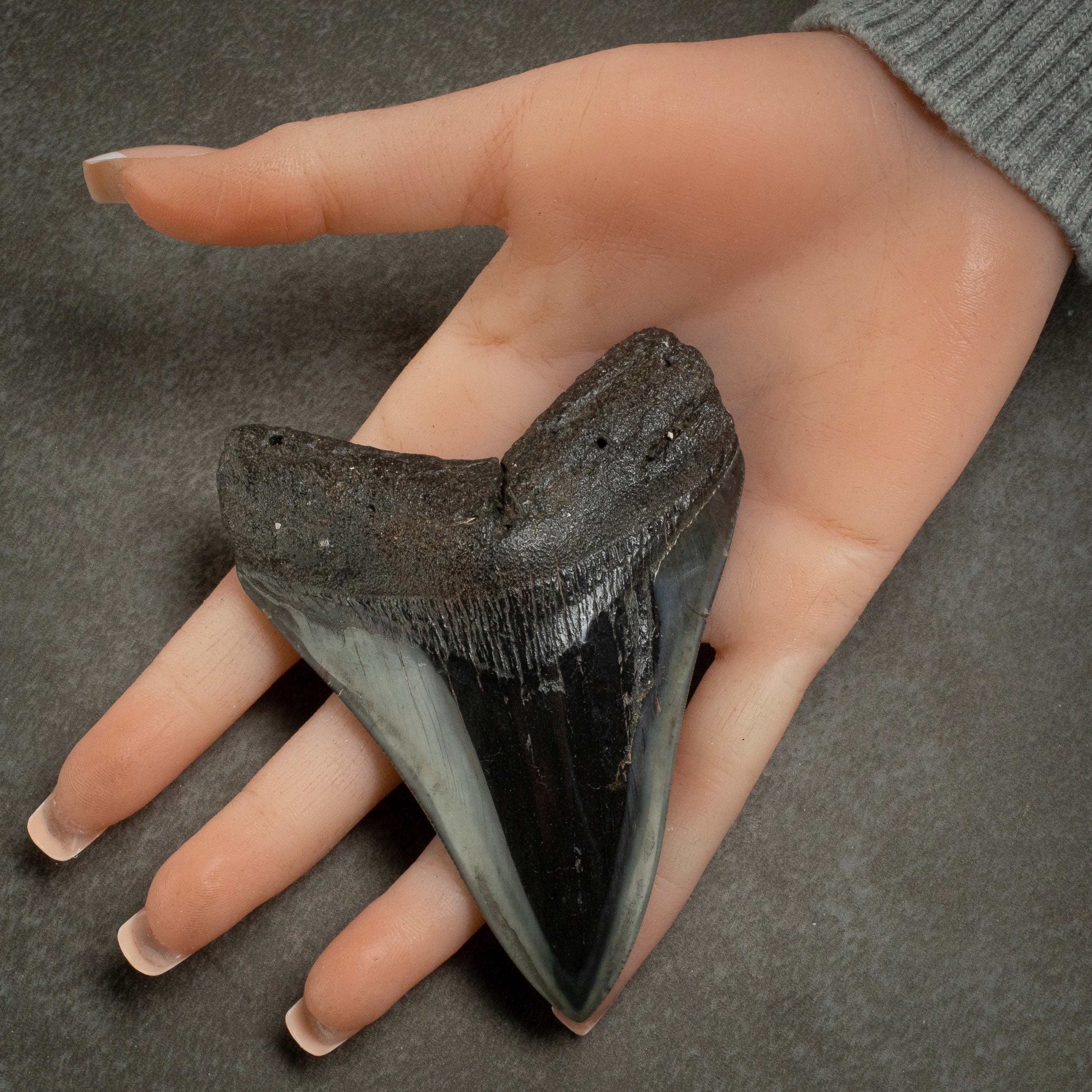 Kalifano Megalodon Teeth Megalodon Tooth from South Carolina - 3.9" ST2000.127