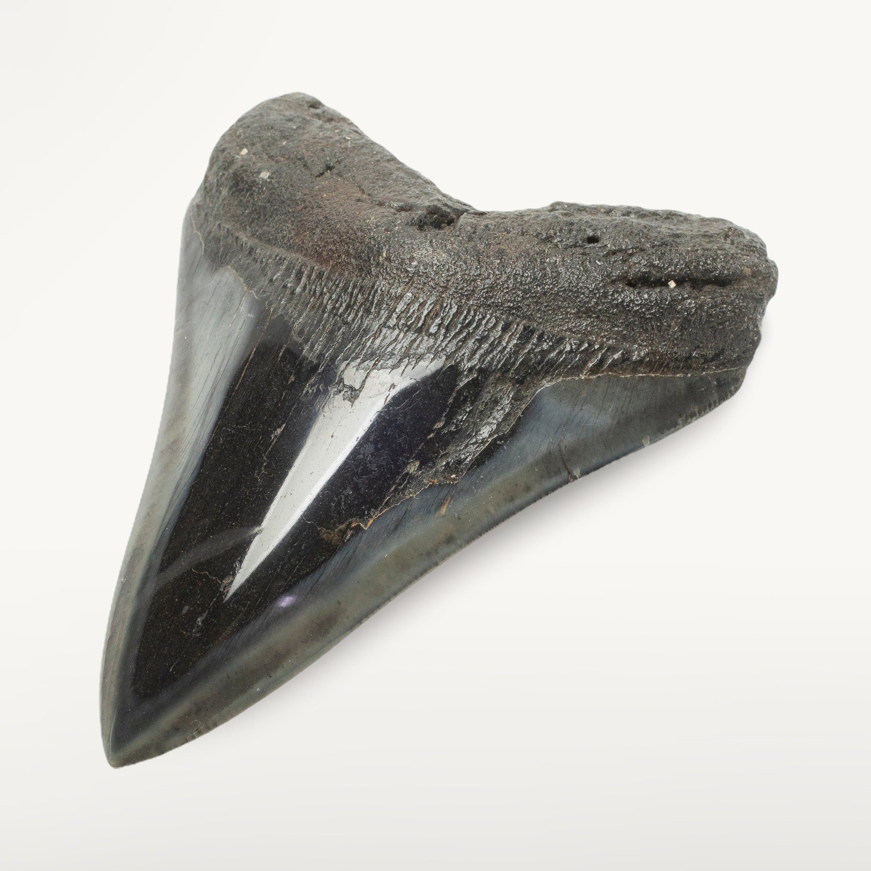 Kalifano Megalodon Teeth Megalodon Tooth from South Carolina - 3.9" ST2000.127