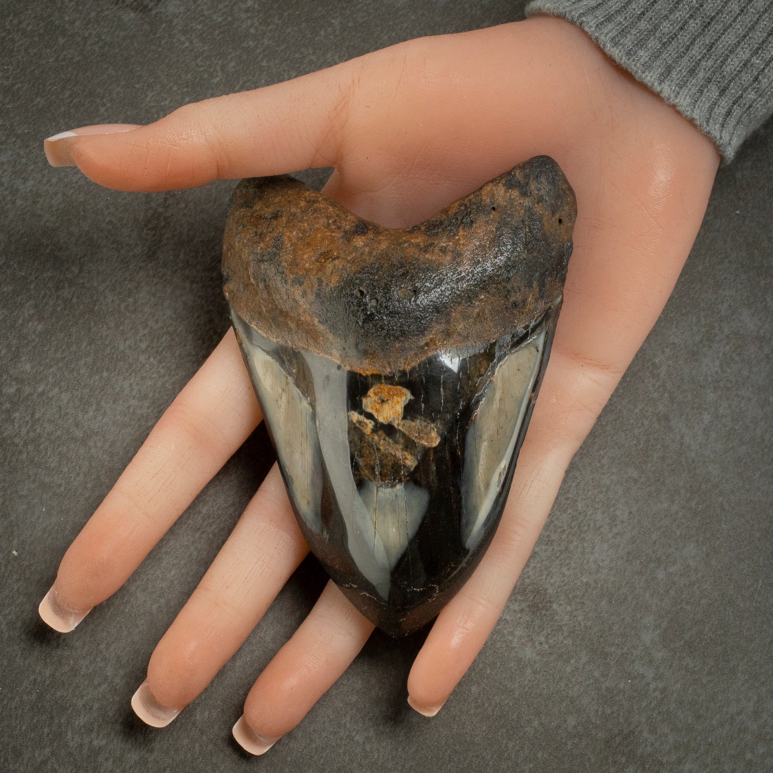 Kalifano Megalodon Teeth Megalodon Tooth from South Carolina - 4.0" ST2000.097