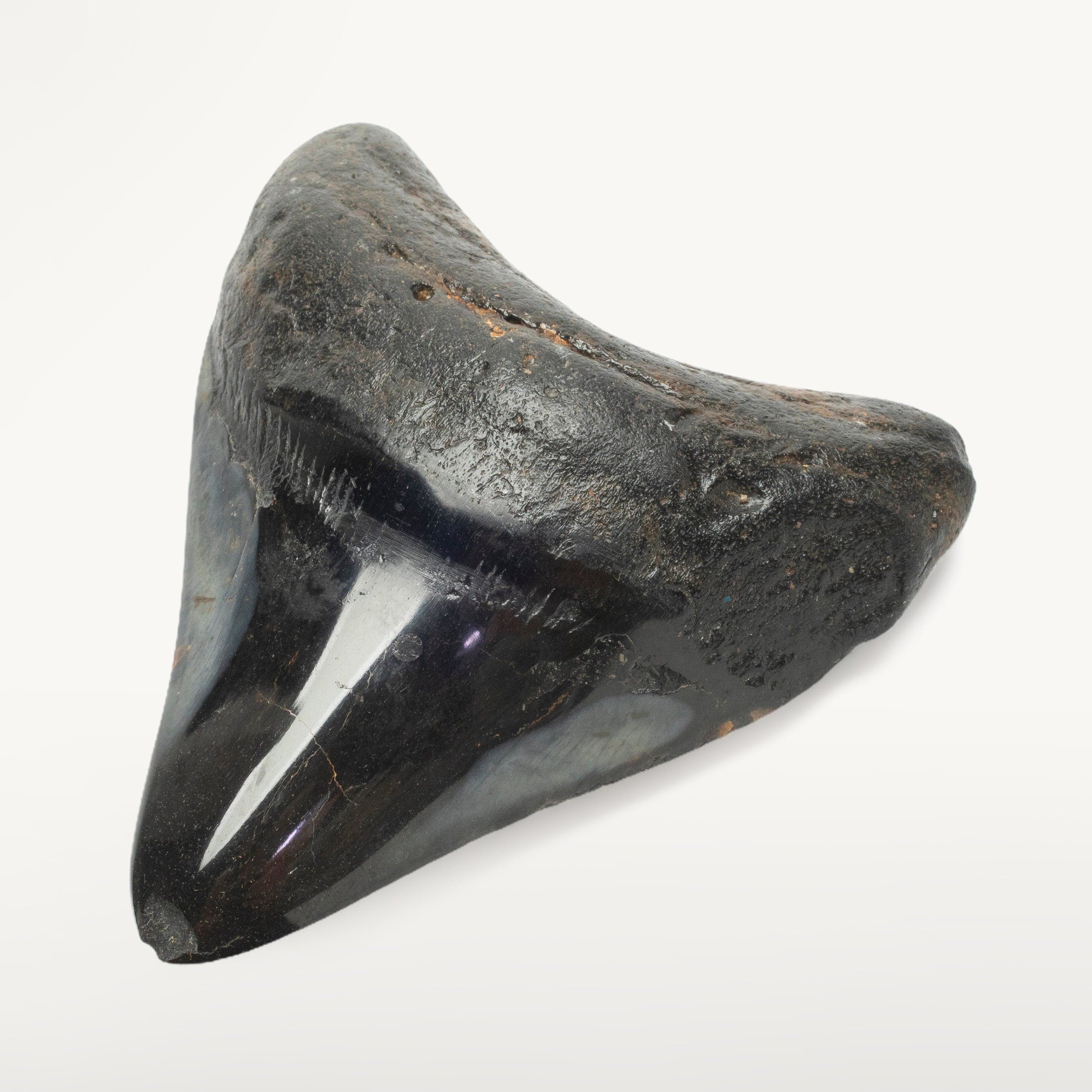 Kalifano Megalodon Teeth Megalodon Tooth from South Carolina - 4.0" ST2000.099