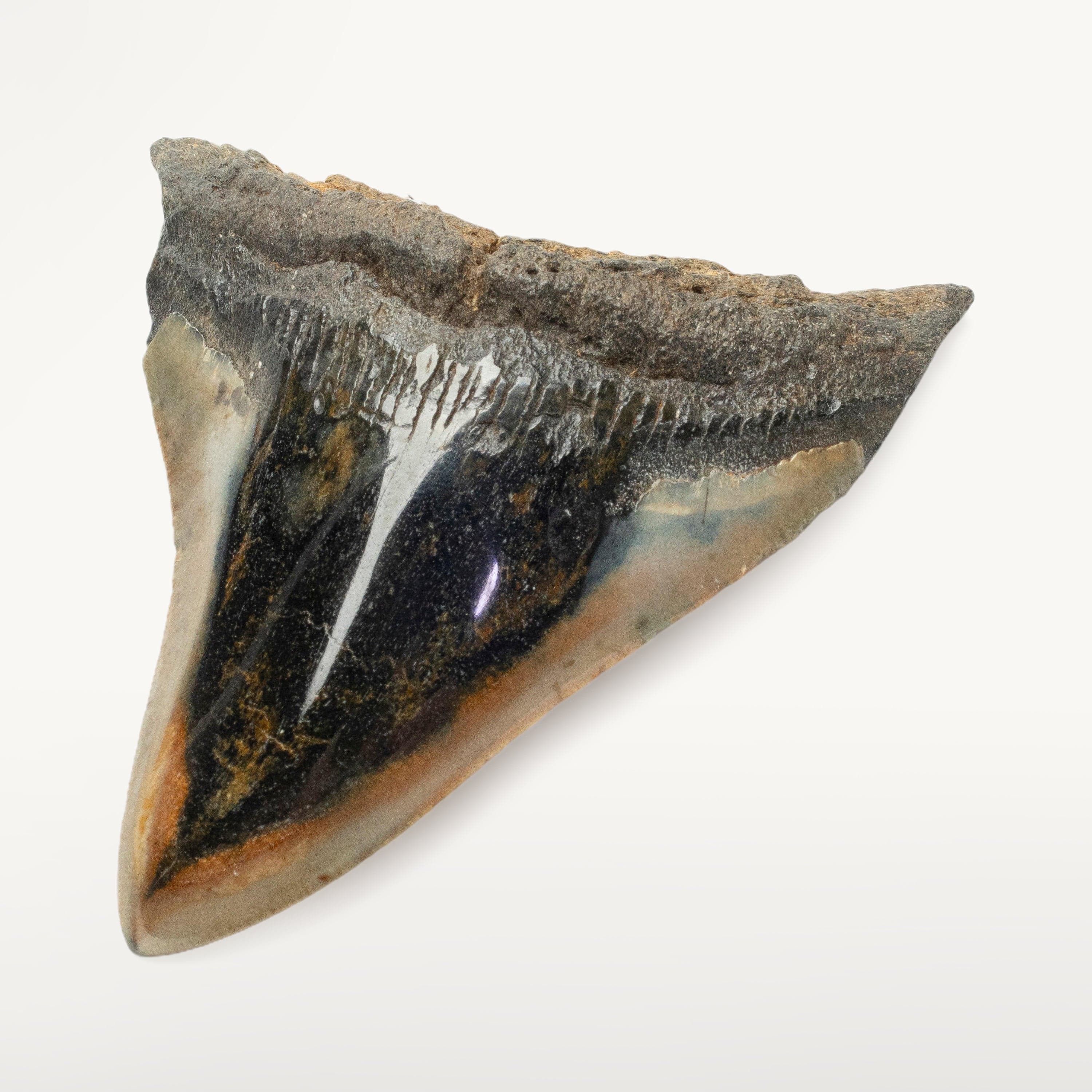 Kalifano Megalodon Teeth Megalodon Tooth from South Carolina - 4.0" ST2000.100