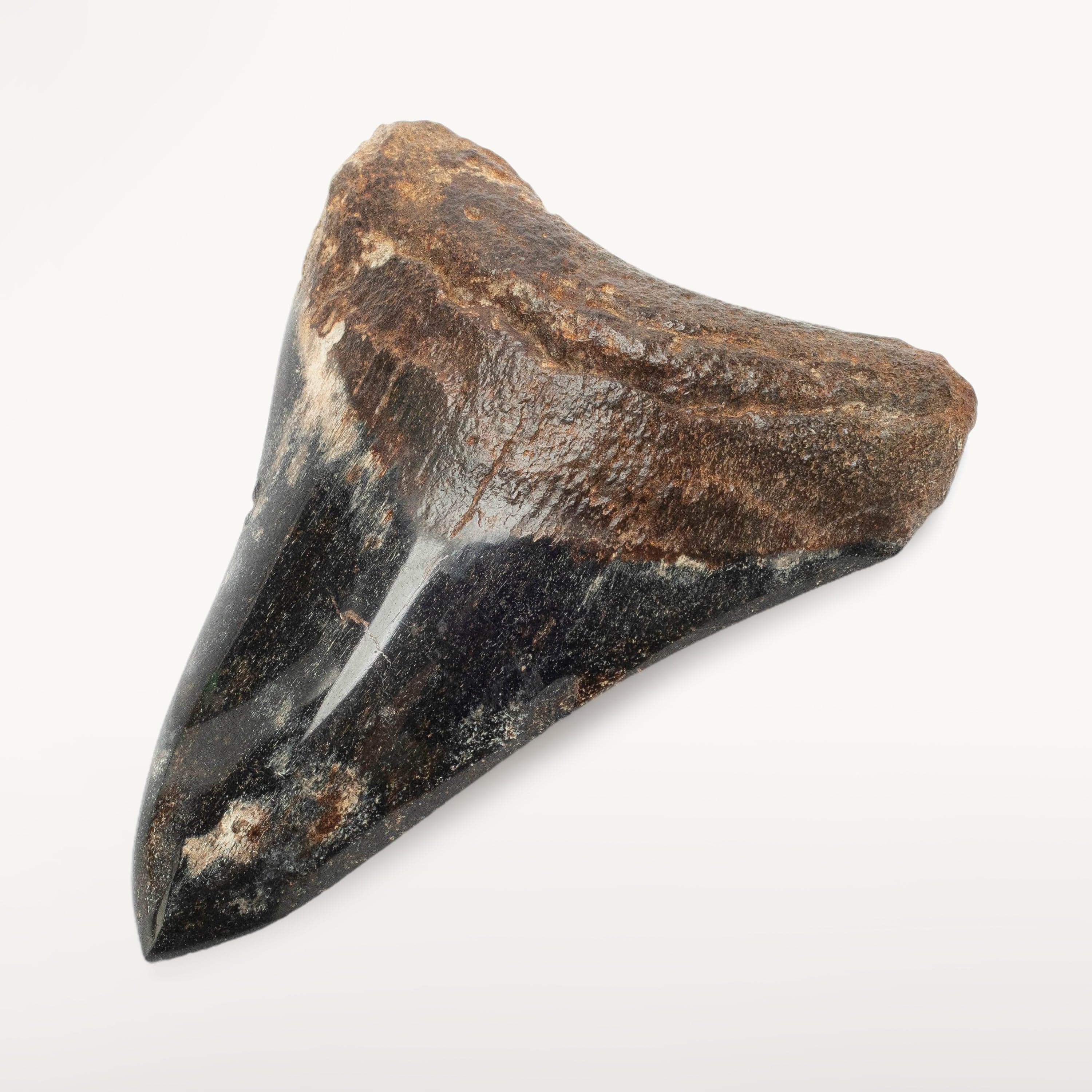 Kalifano Megalodon Teeth Megalodon Tooth from South Carolina - 4.0" ST2000.110