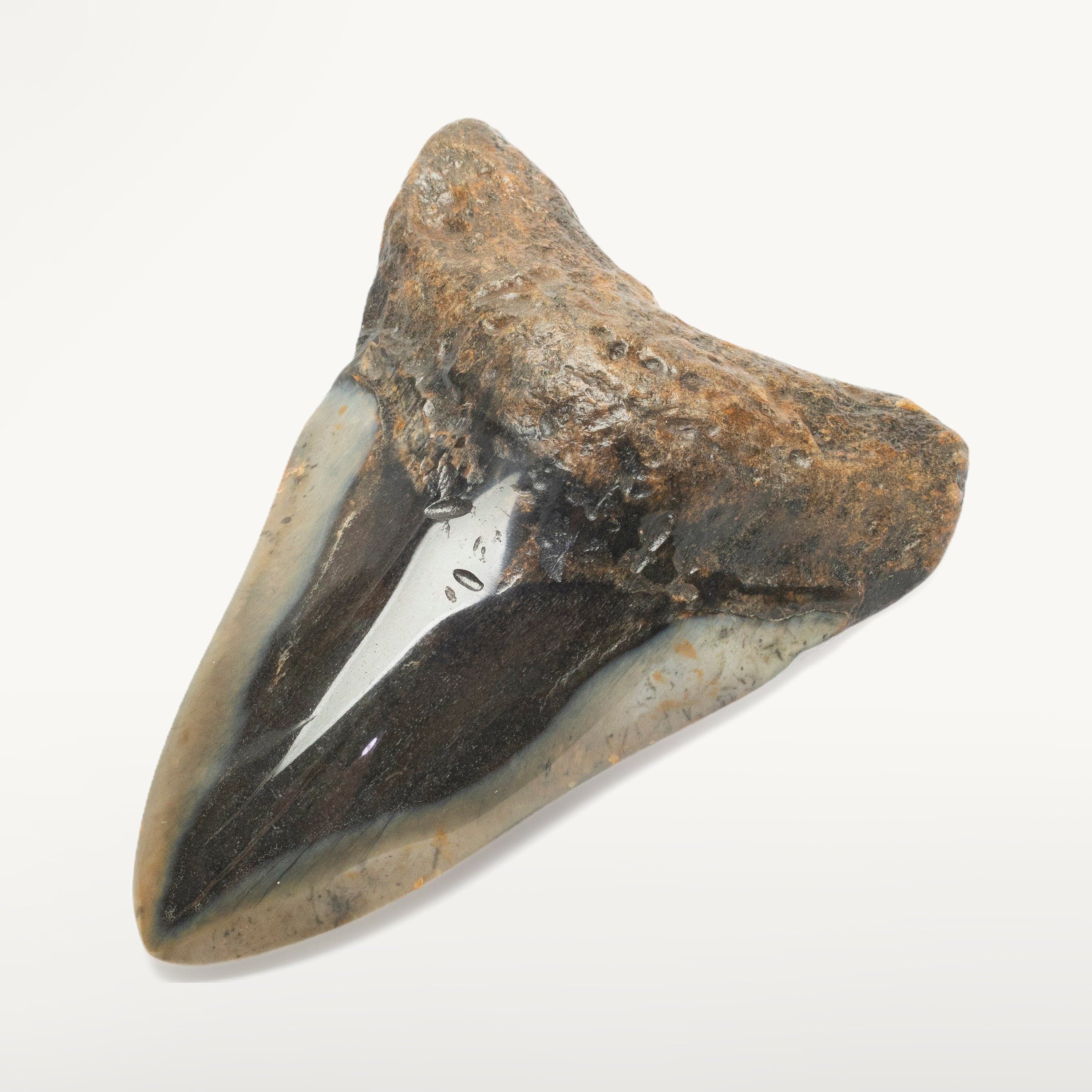 Kalifano Megalodon Teeth Megalodon Tooth from South Carolina - 4.0" ST2000.118