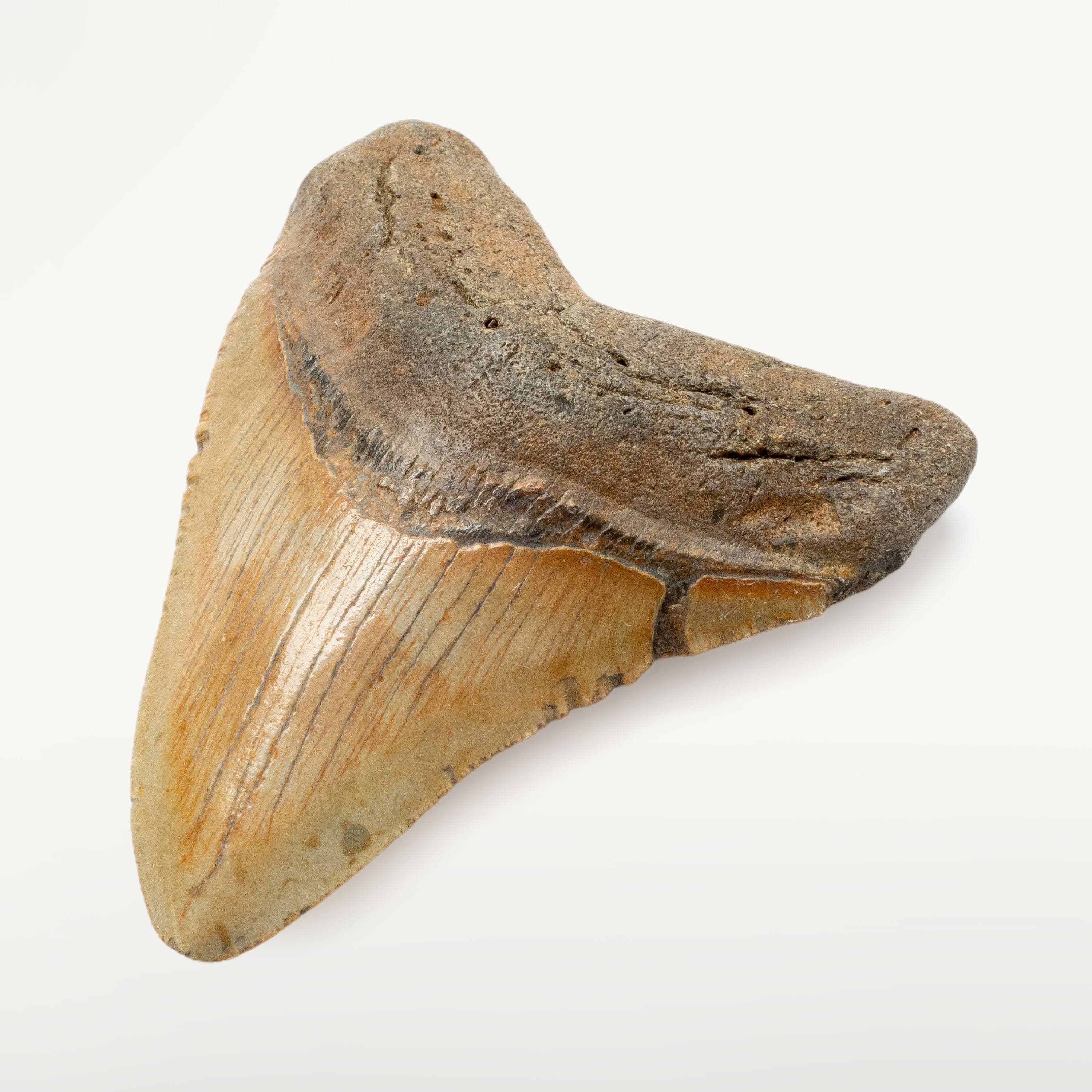 Kalifano Megalodon Teeth Megalodon Tooth from South Carolina - 4.1" ST1600.020