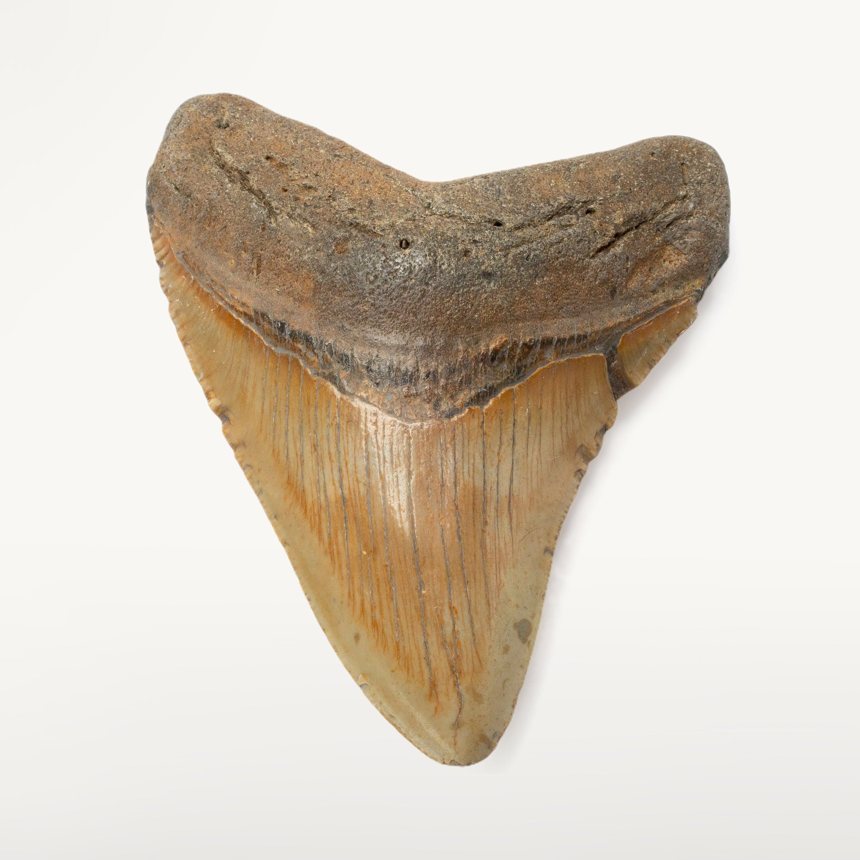 Kalifano Megalodon Teeth Megalodon Tooth from South Carolina - 4.1" ST1600.020