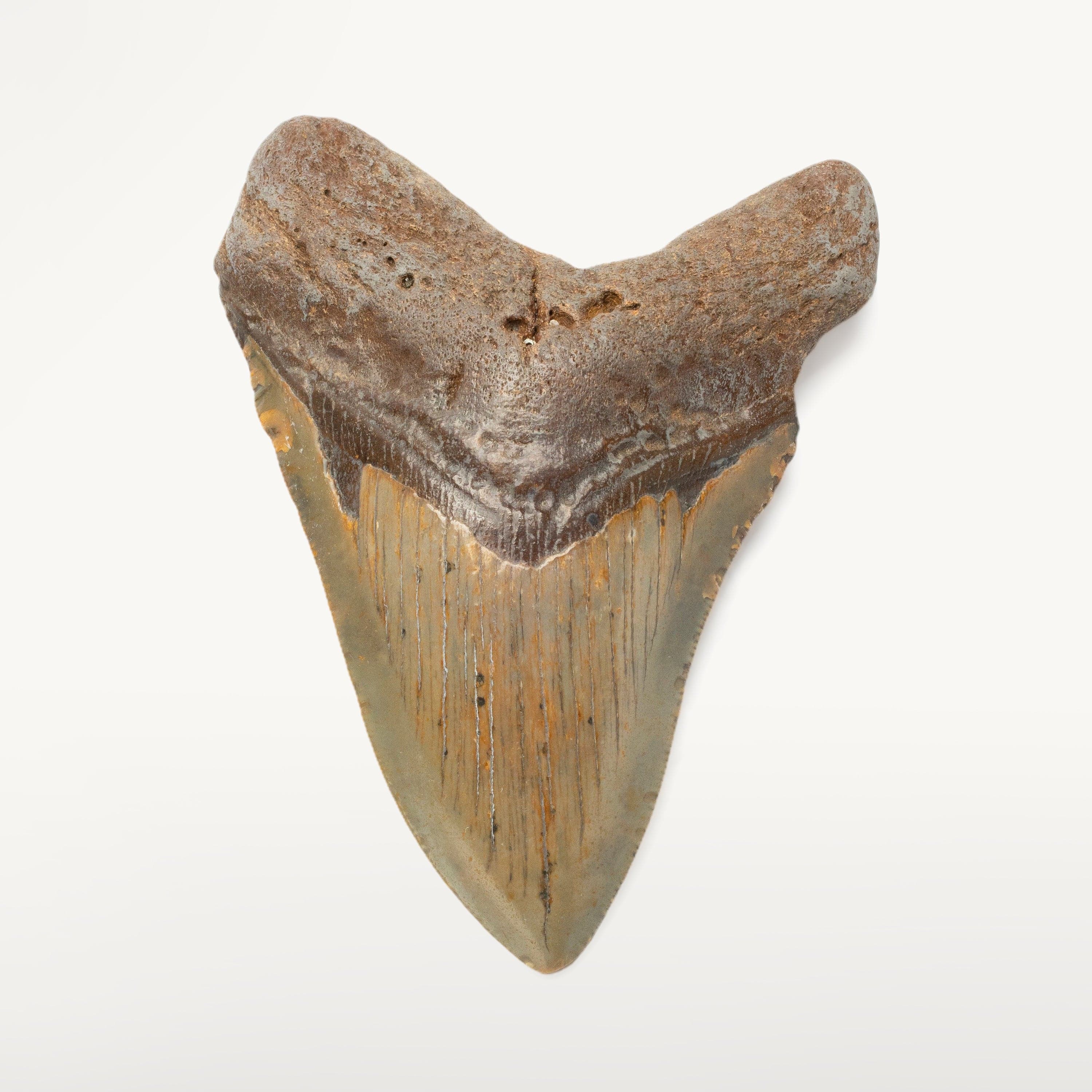 Kalifano Megalodon Teeth Megalodon Tooth from South Carolina - 4.1" ST1600.023