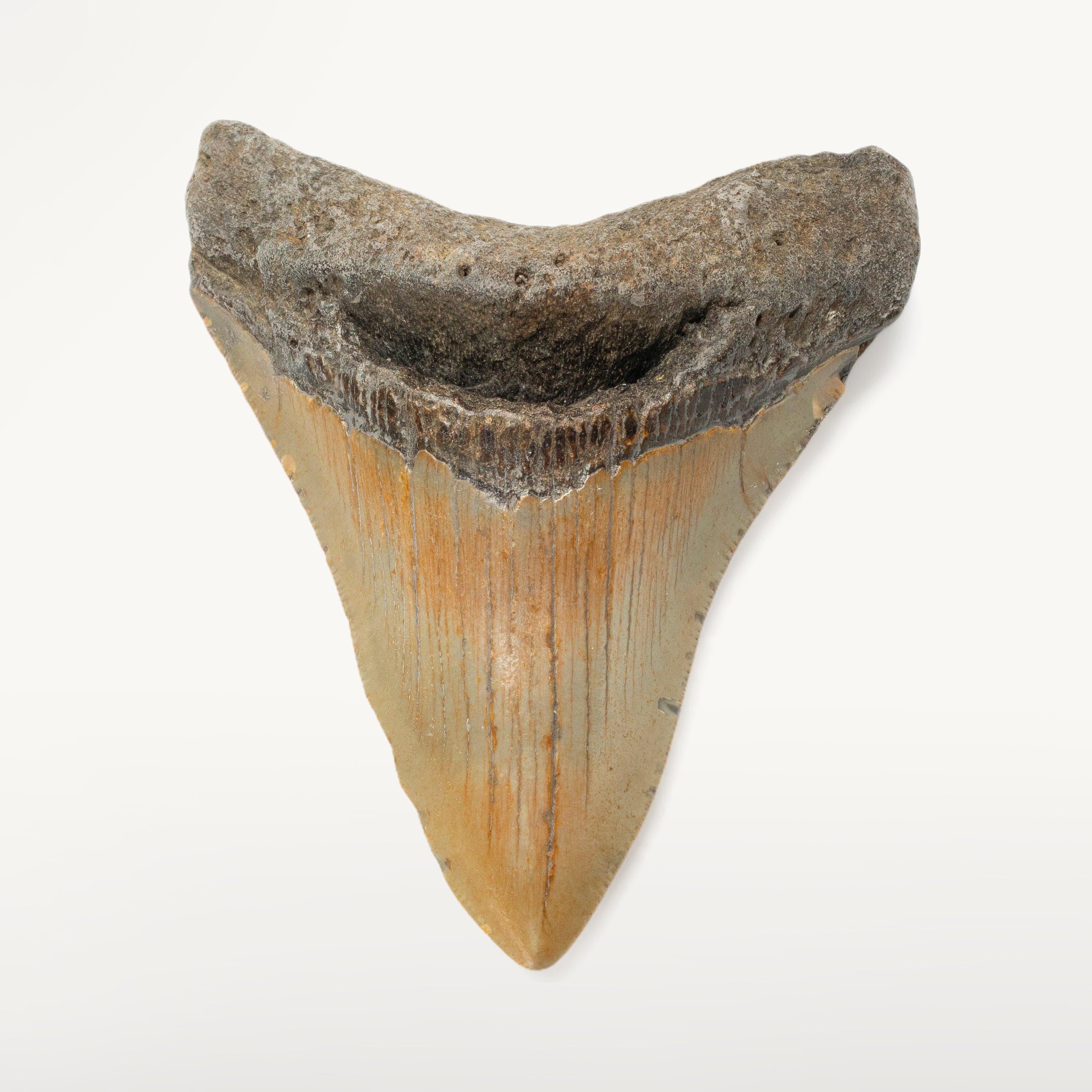 Kalifano Megalodon Teeth Megalodon Tooth from South Carolina - 4.1" ST1600.035