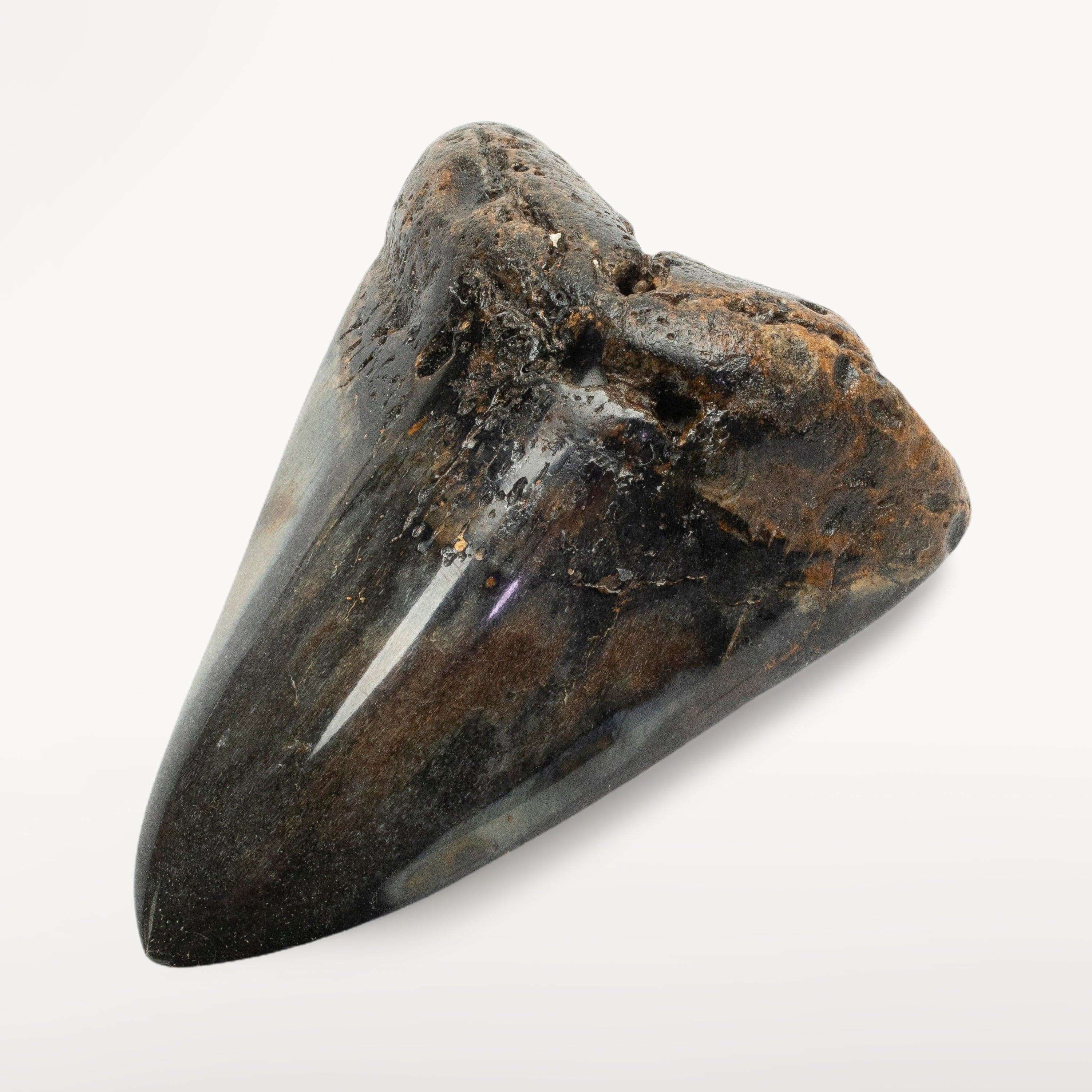 Kalifano Megalodon Teeth Megalodon Tooth from South Carolina - 4.1" ST2000.093