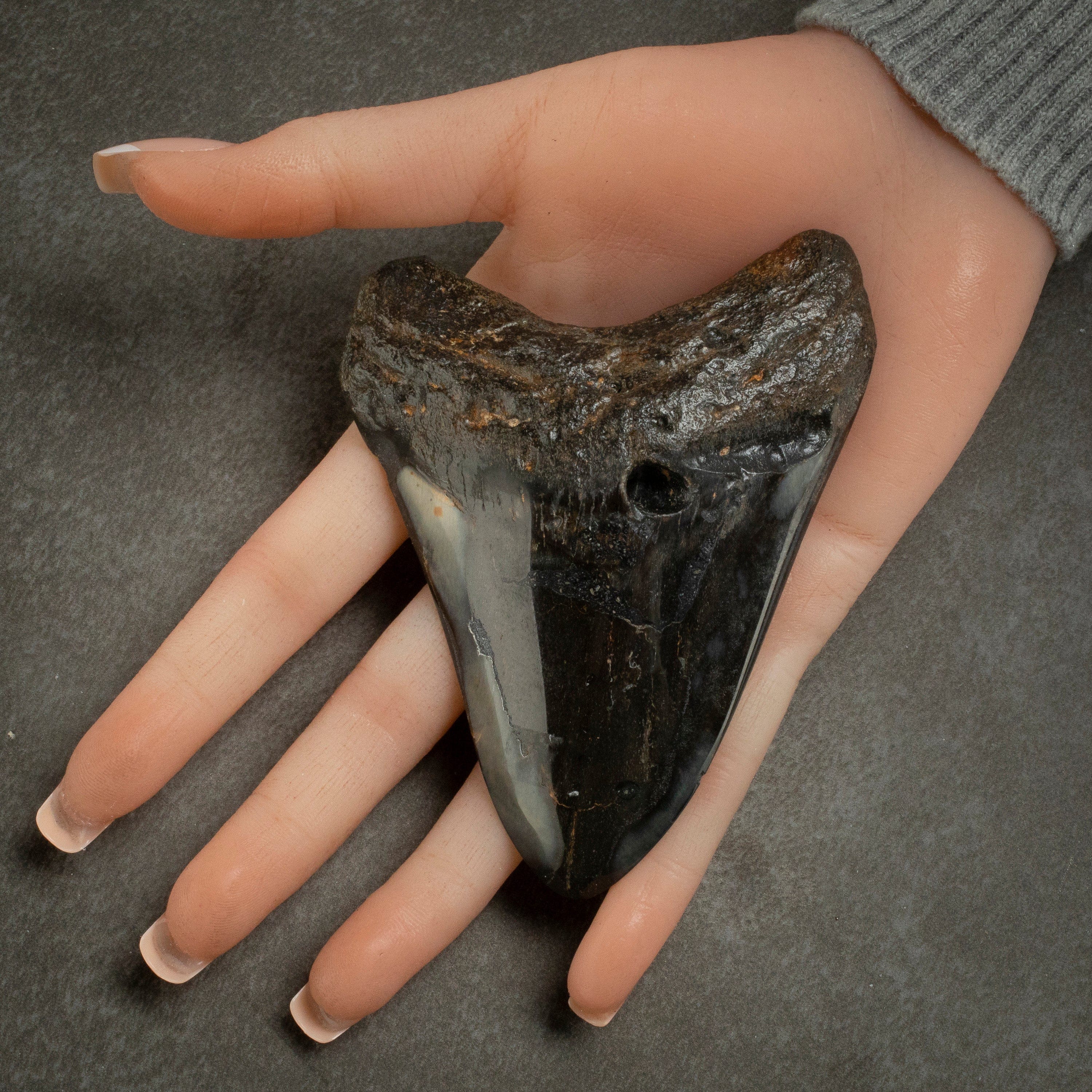 Kalifano Megalodon Teeth Megalodon Tooth from South Carolina - 4.1" ST2000.095