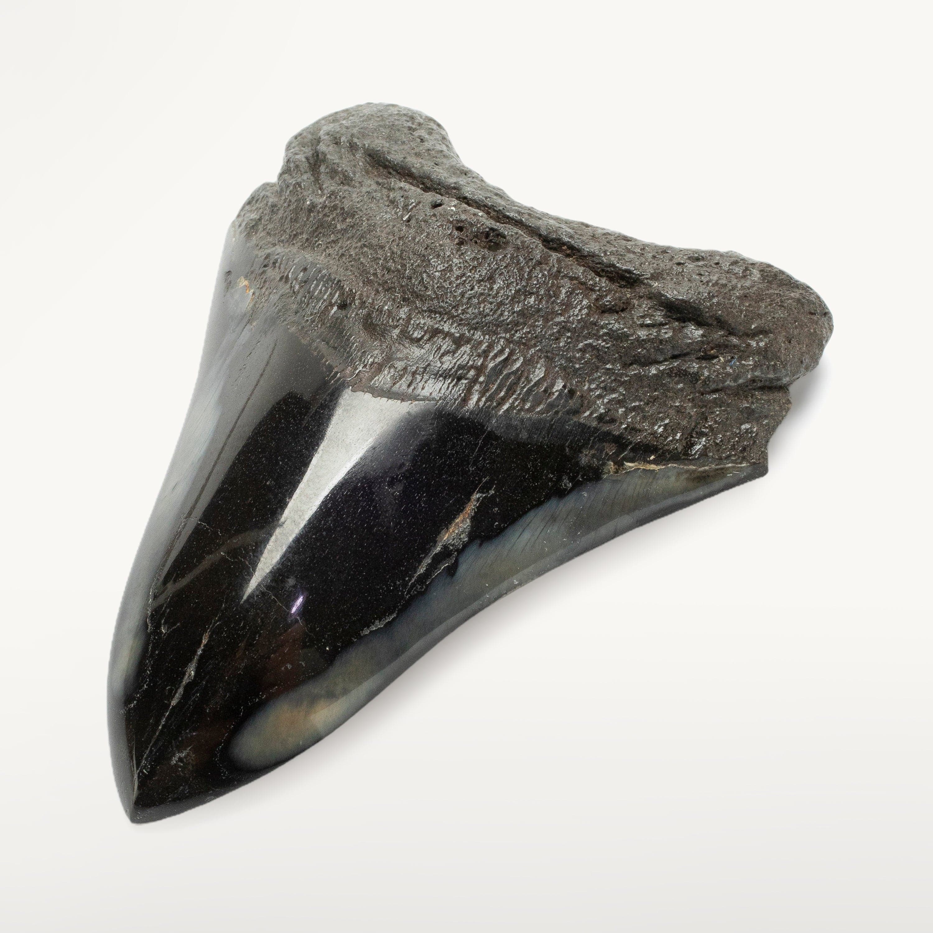 Kalifano Megalodon Teeth Megalodon Tooth from South Carolina - 4.1" ST2000.102