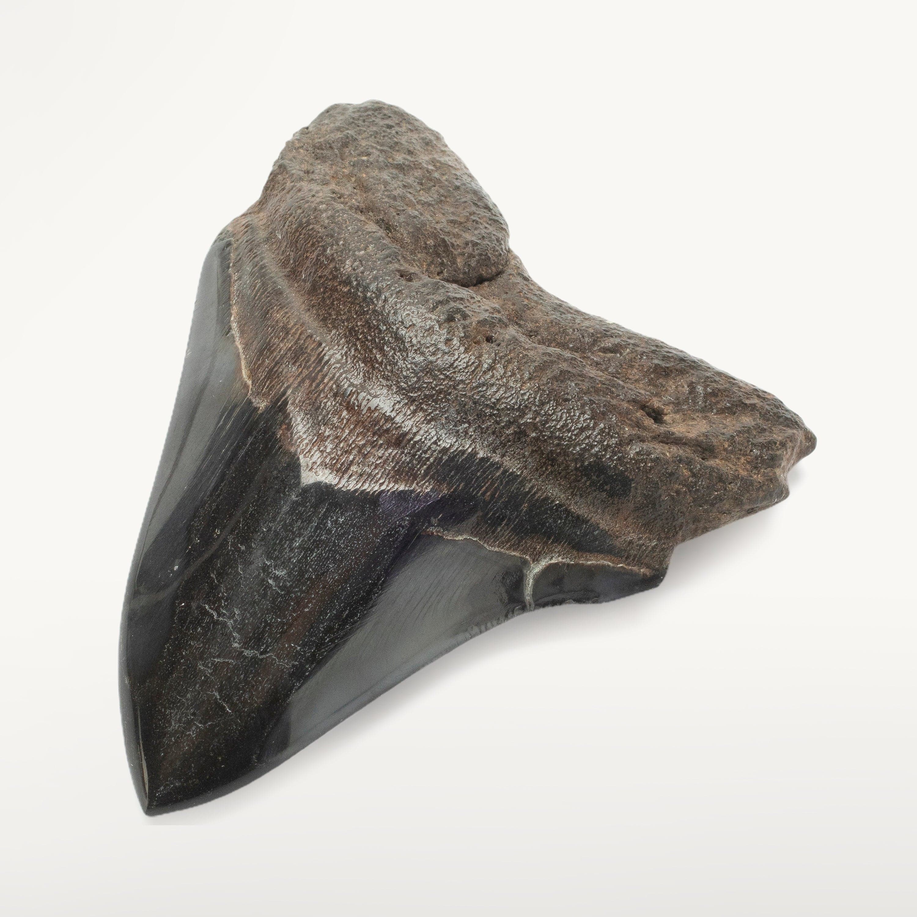 Kalifano Megalodon Teeth Megalodon Tooth from South Carolina - 4.1" ST2000.120