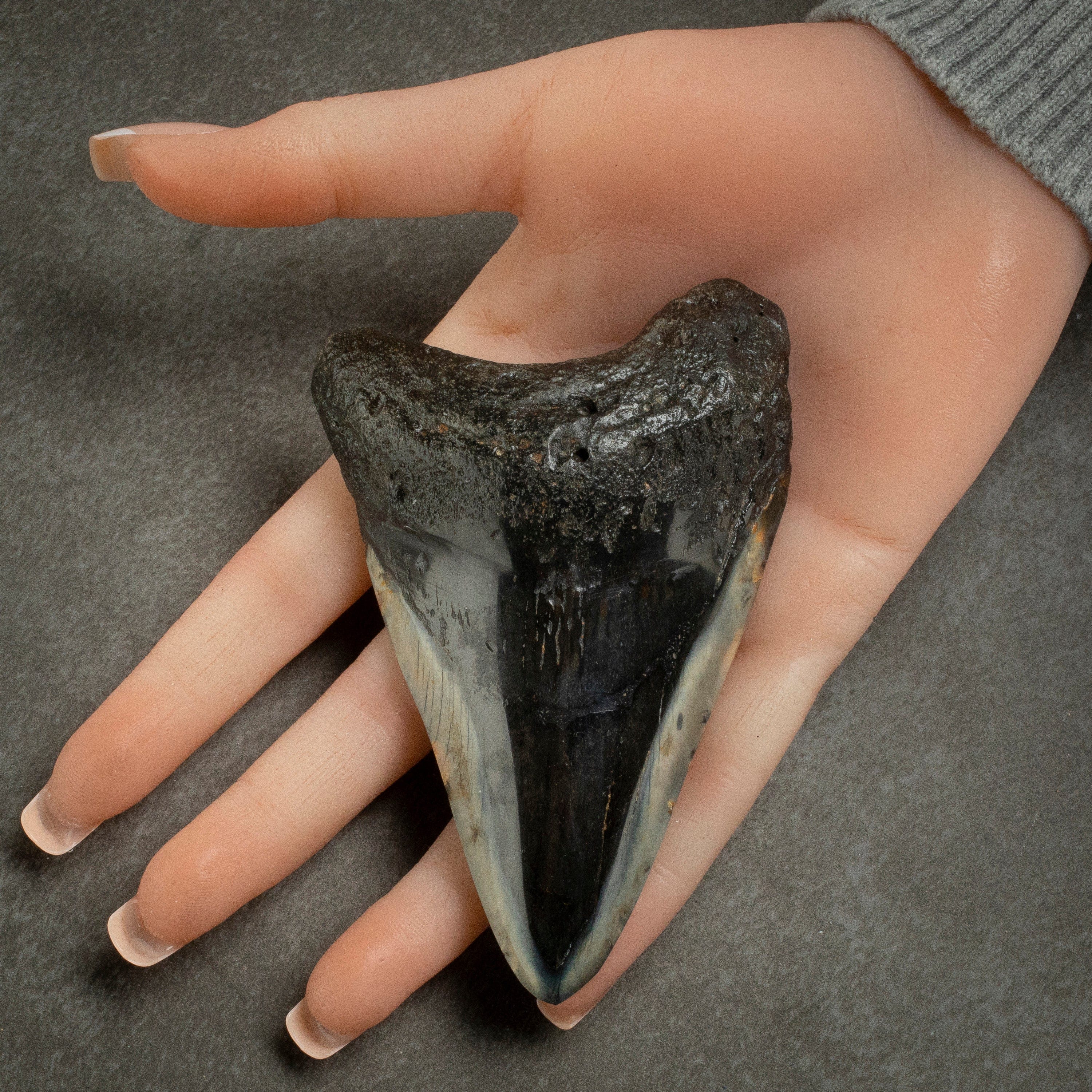 Kalifano Megalodon Teeth Megalodon Tooth from South Carolina - 4.1" ST2000.126