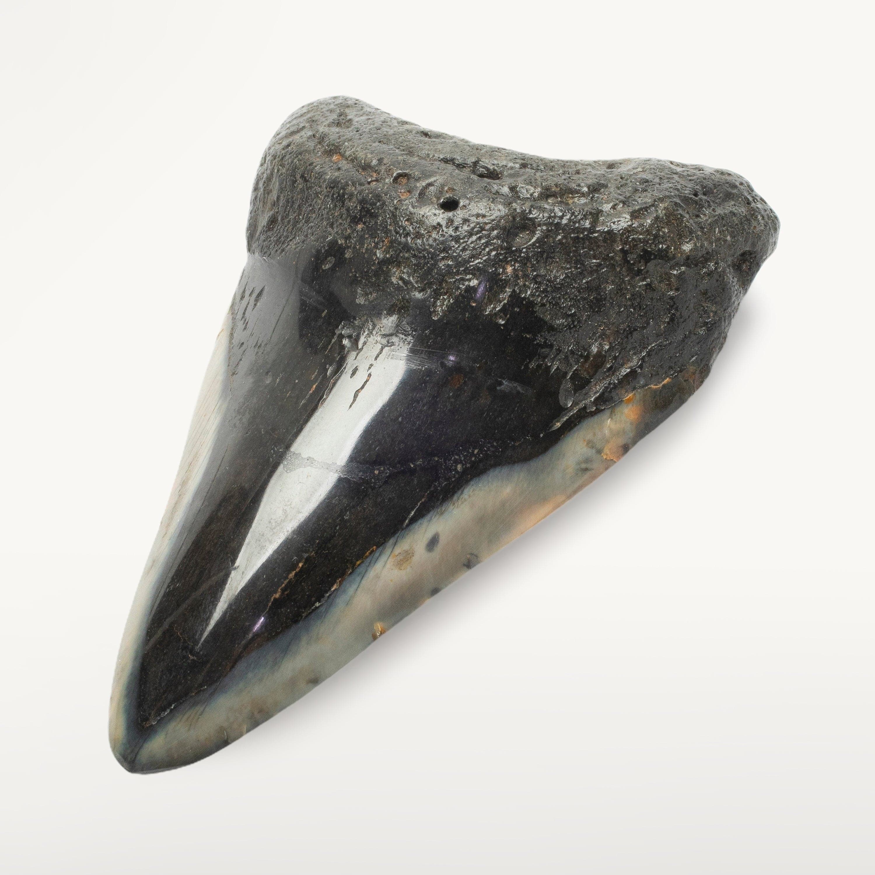 Kalifano Megalodon Teeth Megalodon Tooth from South Carolina - 4.1" ST2000.126