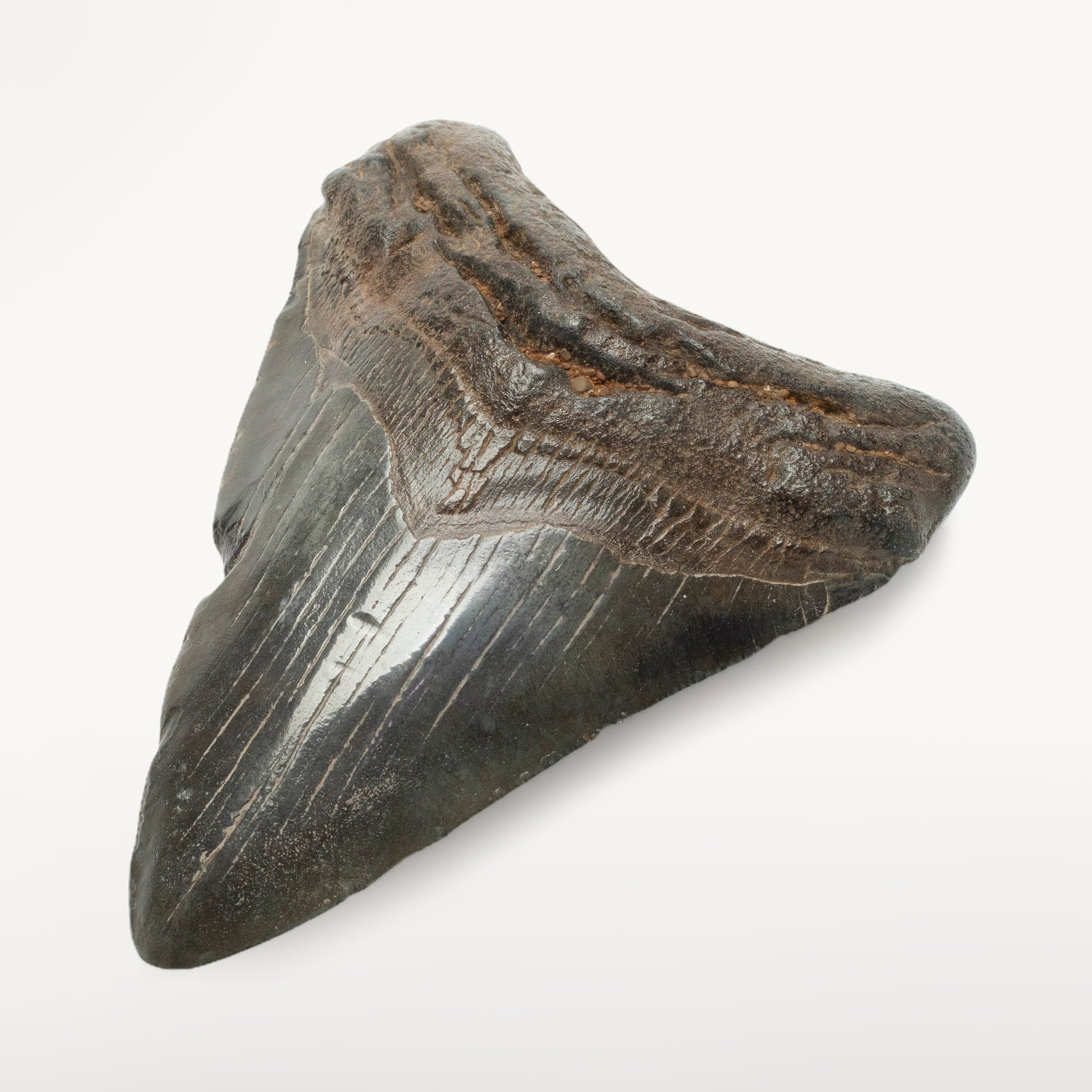 Kalifano Megalodon Teeth Megalodon Tooth from South Carolina - 4.2" ST1600.019