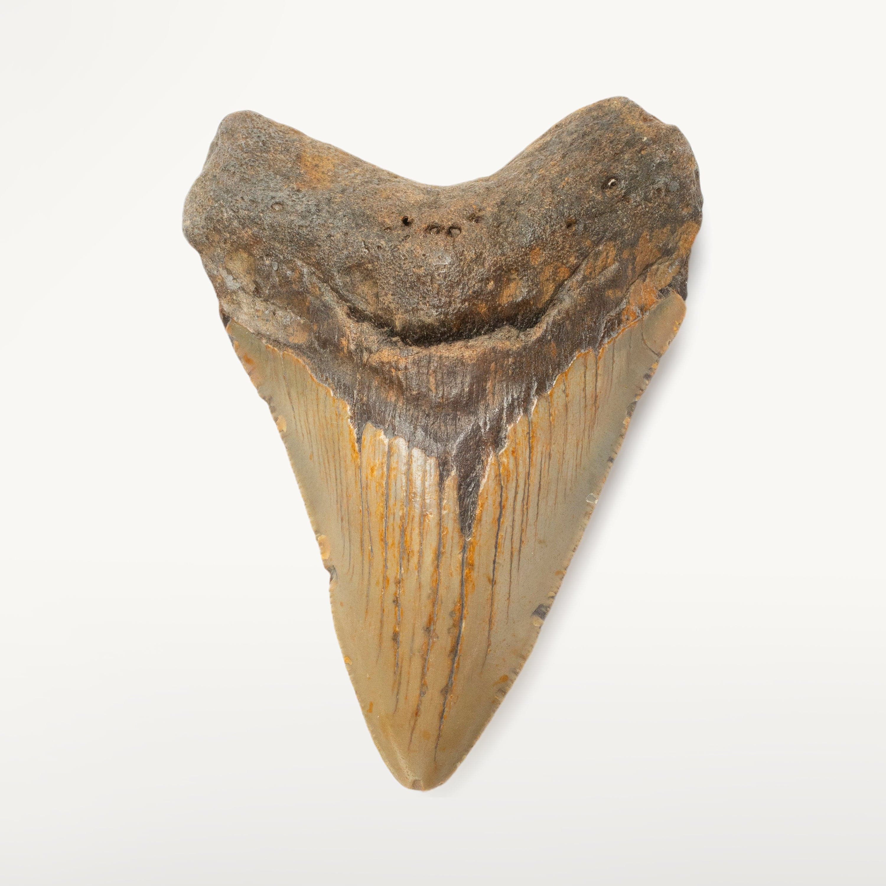 Kalifano Megalodon Teeth Megalodon Tooth from South Carolina - 4.2" ST1600.024