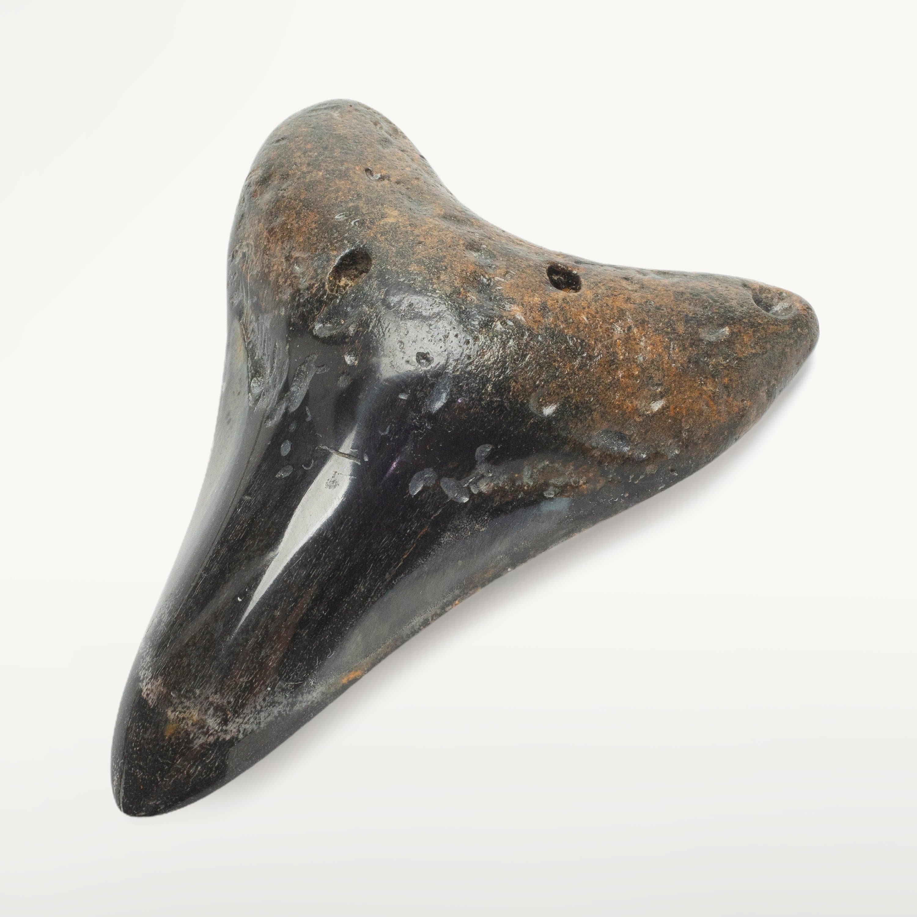 Kalifano Megalodon Teeth Megalodon Tooth from South Carolina - 4.2" ST2000.111